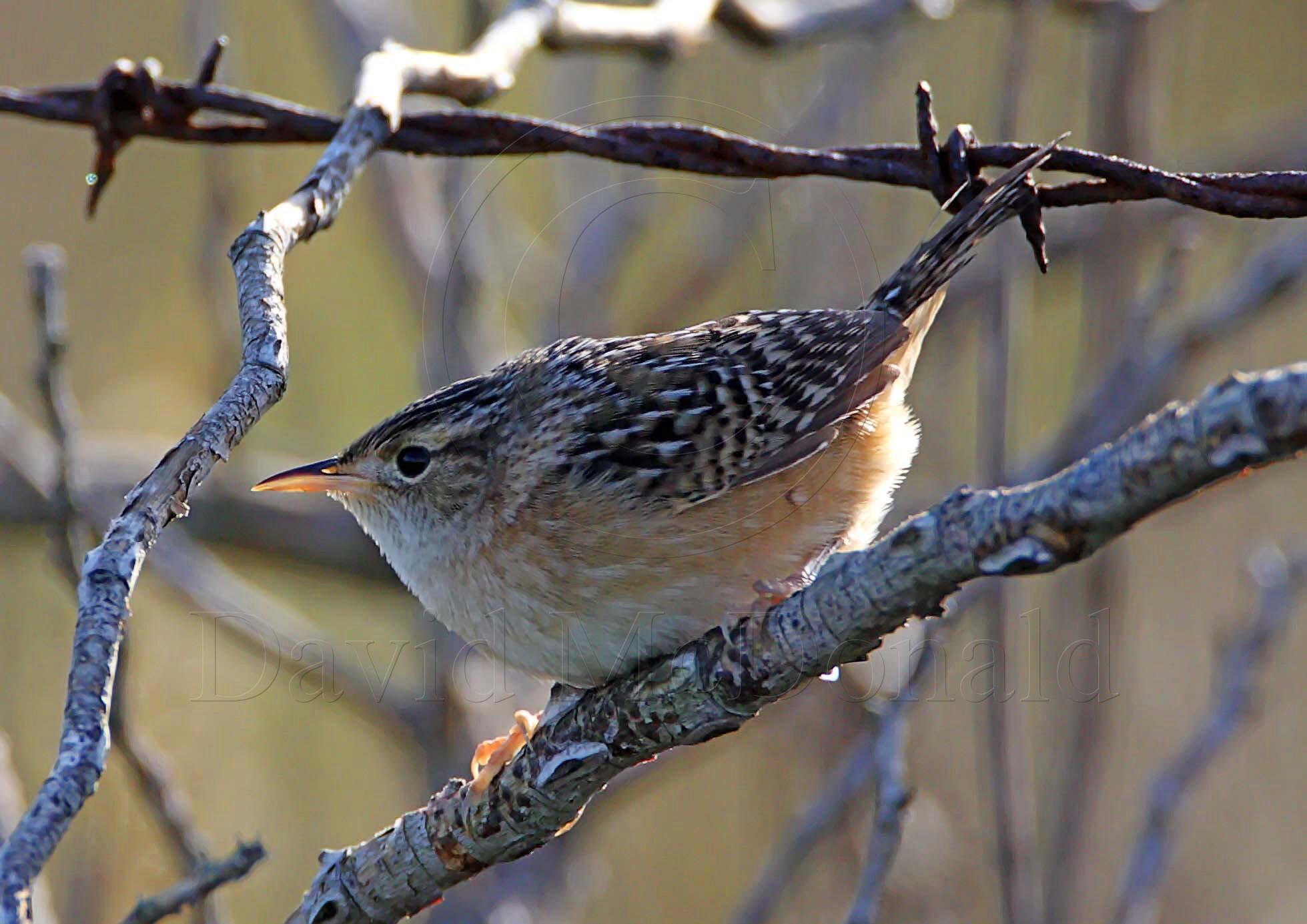 Sedge Wren_6332.jpg