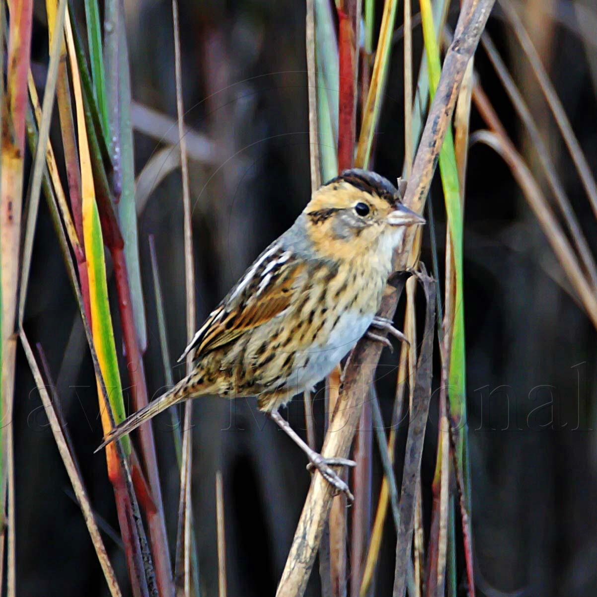 Nelsons Sparrow_6775.jpg