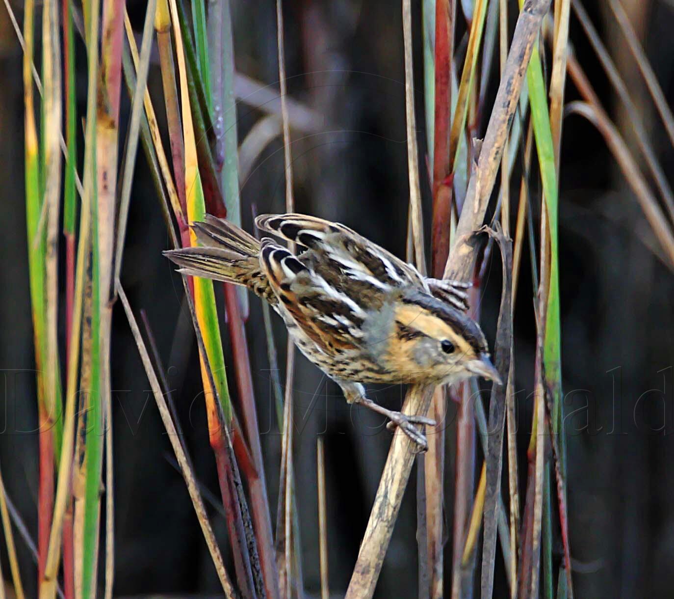 Nelsons Sparrow_6772.jpg