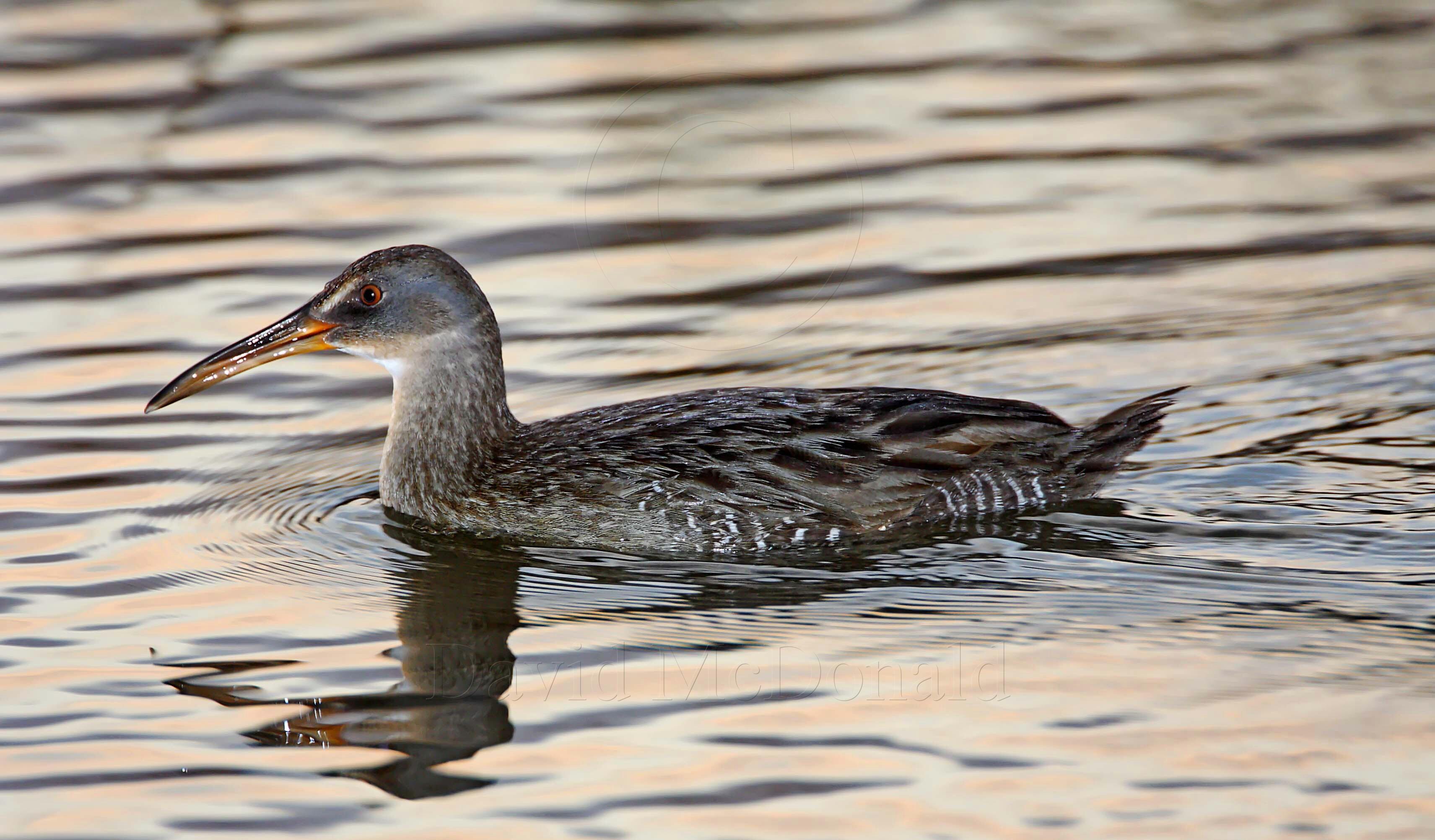 Clapper Rail - juvenile_6638.jpg