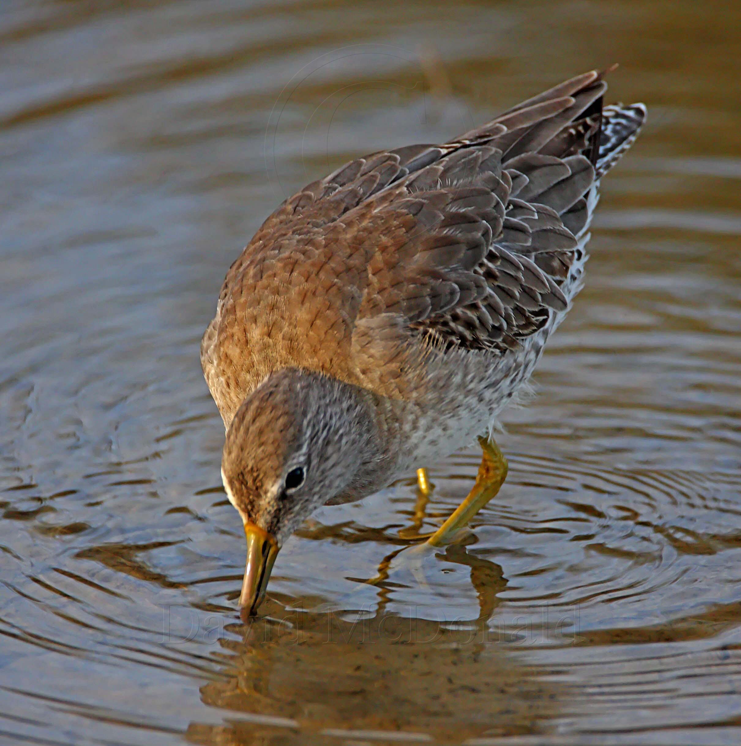 Short-billed Dowitcher - non-breeding_6741.jpg
