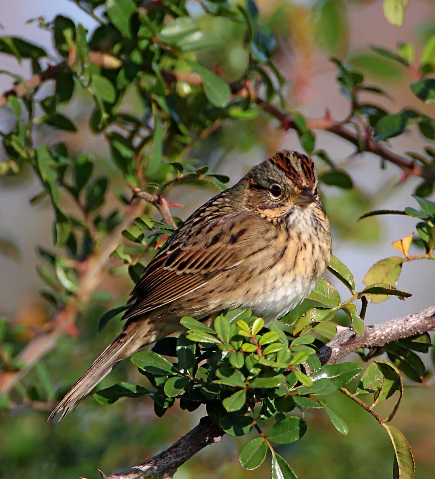 Lincolns Sparrow_6321.jpg