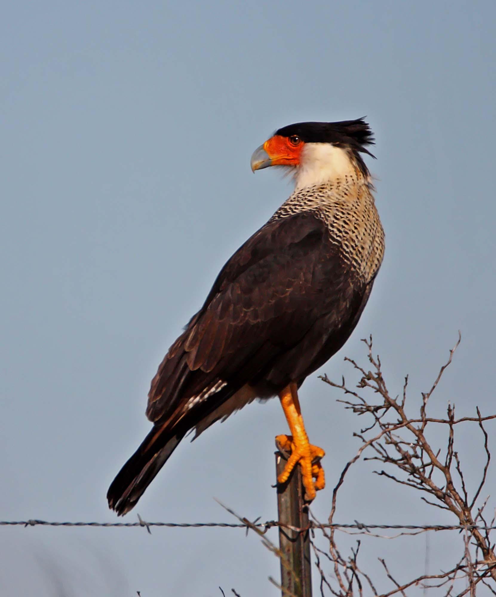 Northern Caracara_6533.jpg
