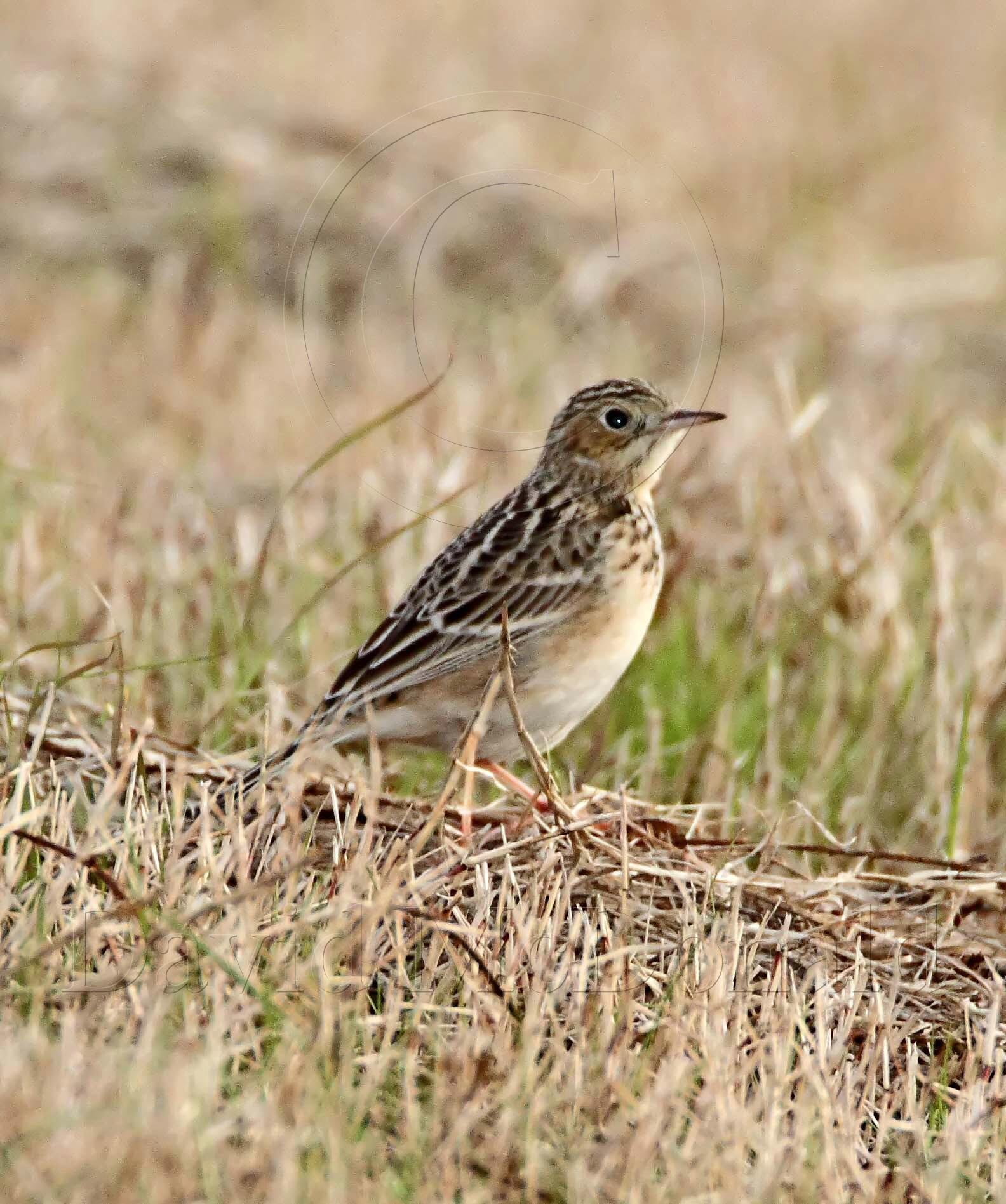 Spragues Pipit_0436.jpg