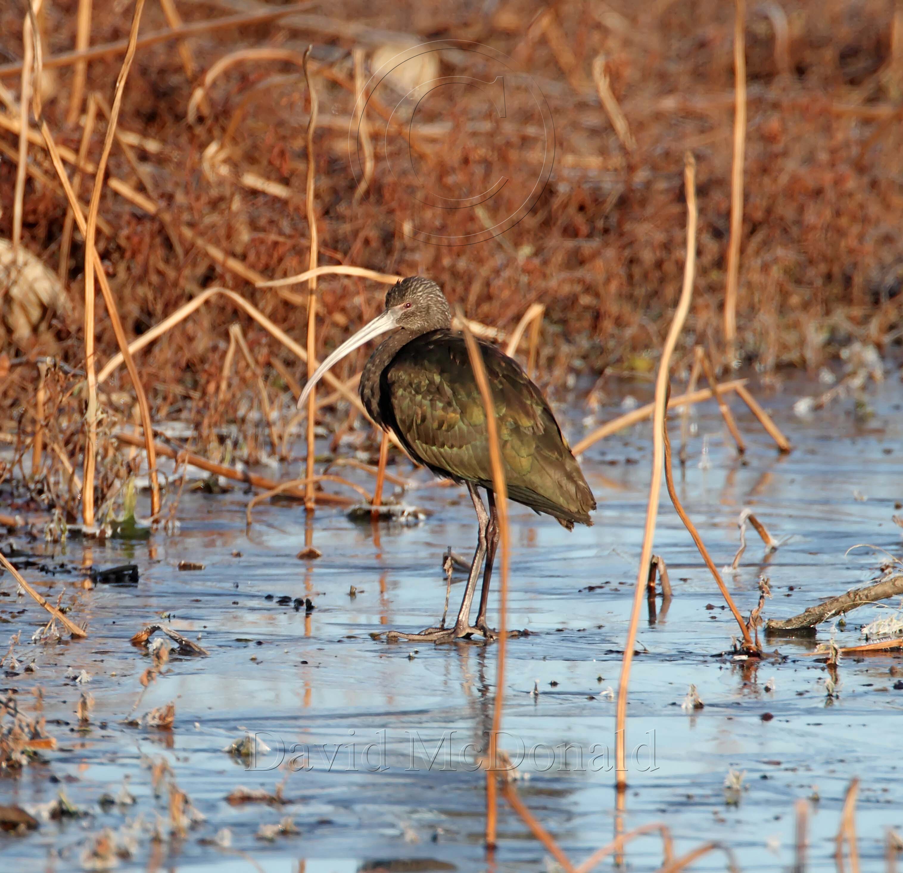 White-faced Ibis on ice_0545.jpg