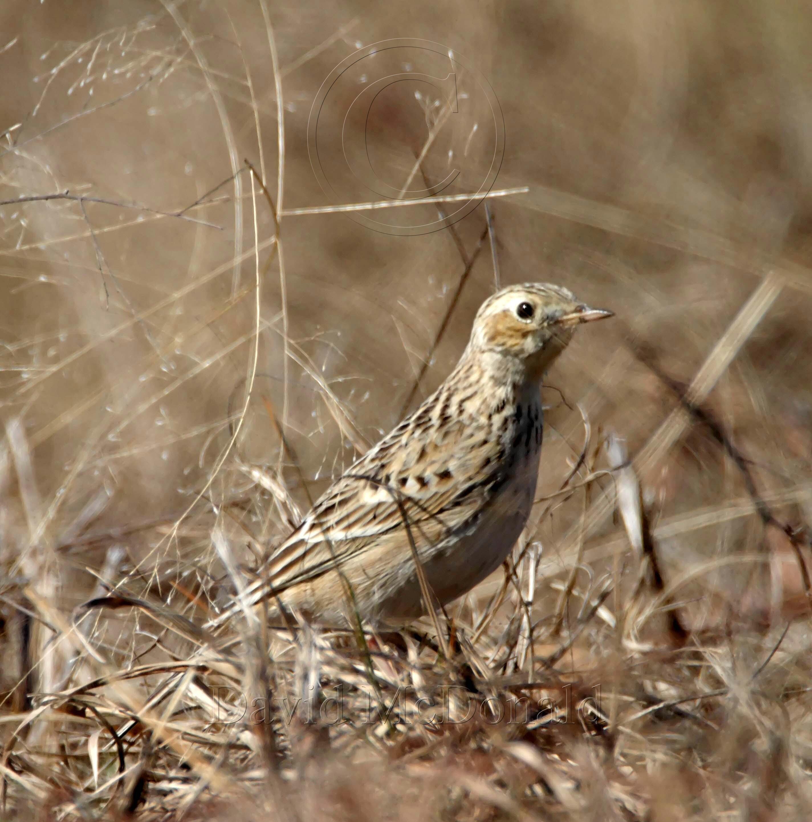 Spragues Pipit_0835.jpg