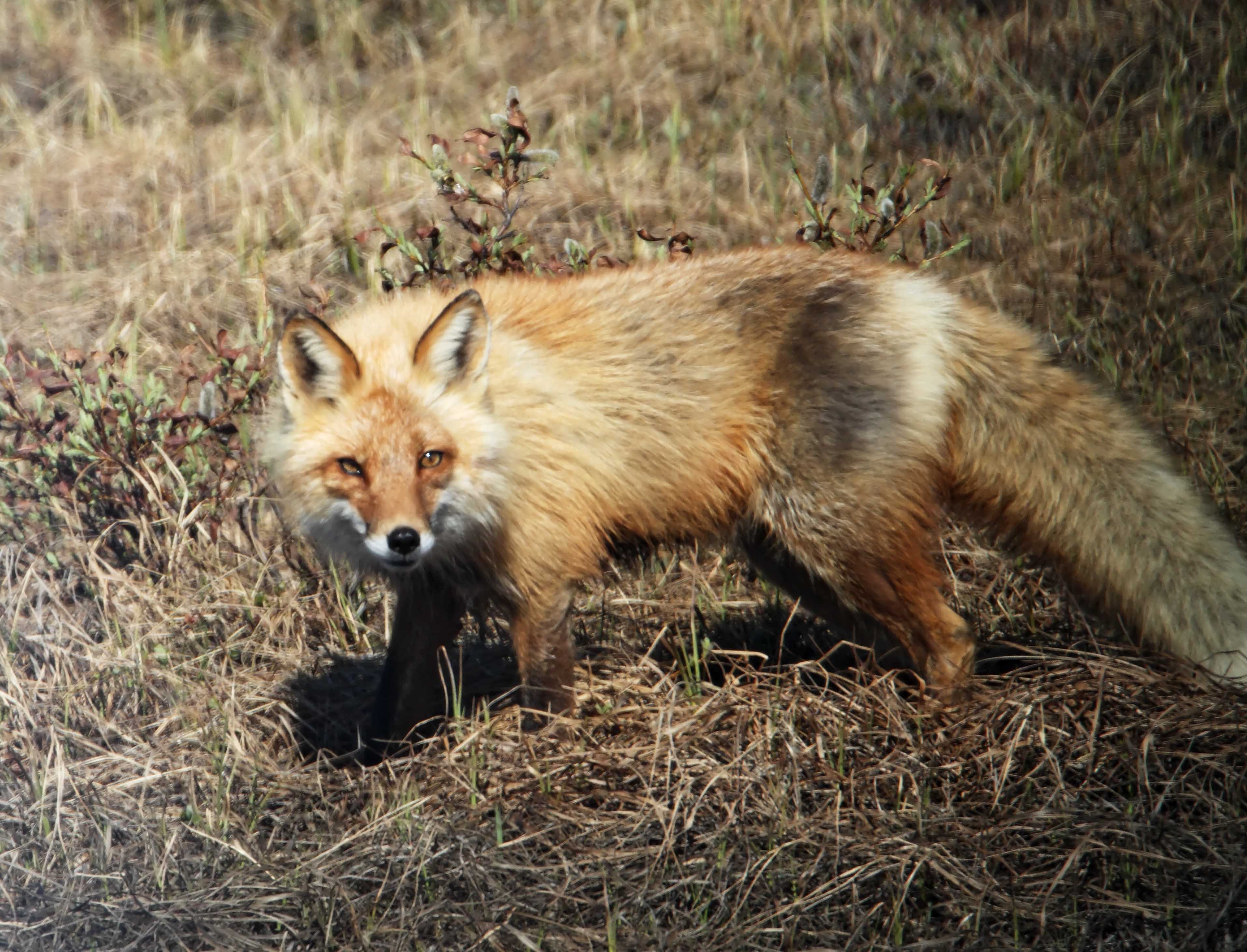 Red Fox_3464.jpg