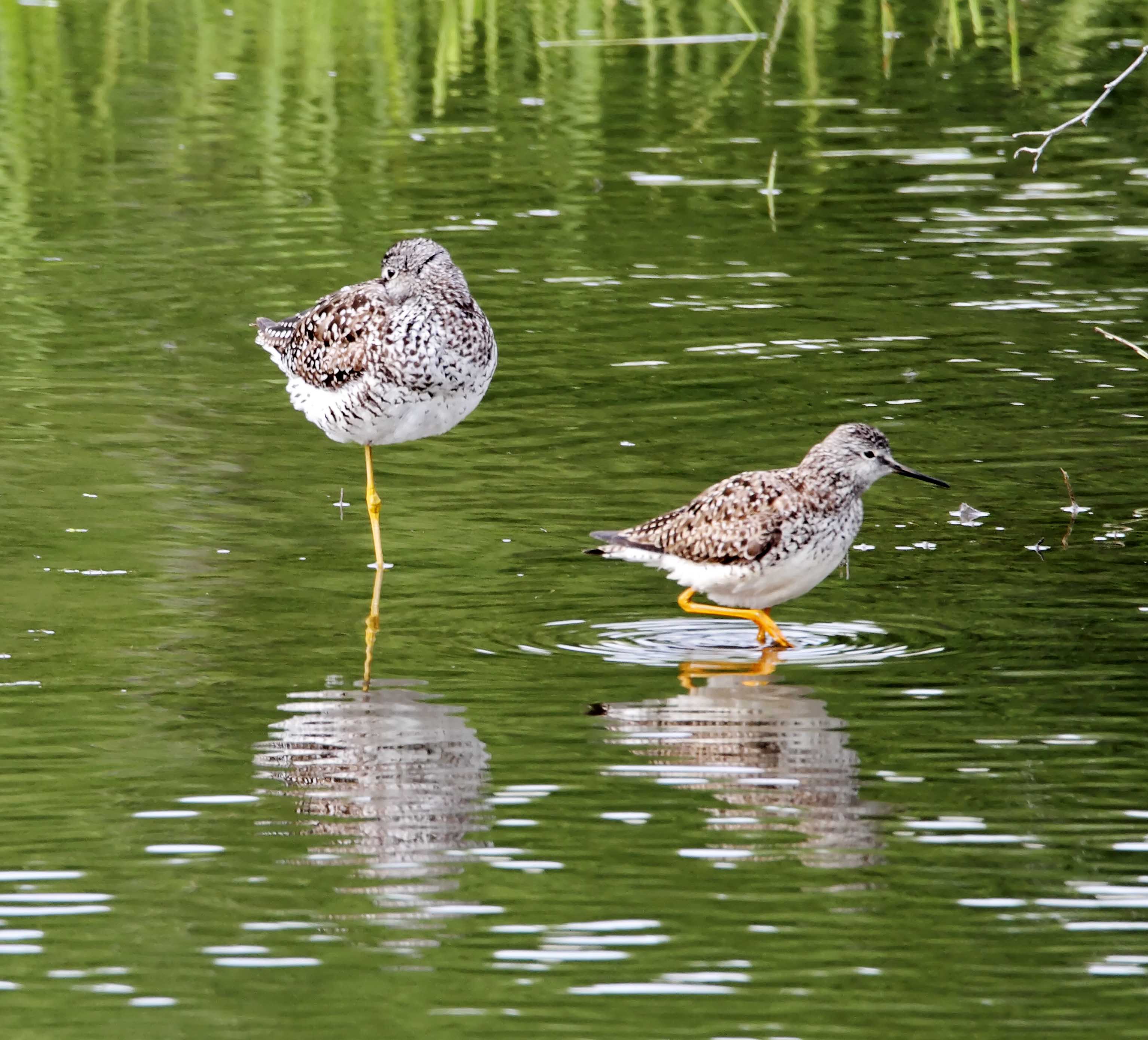 Yellowlegs - Greater  Lesser_5008.jpg