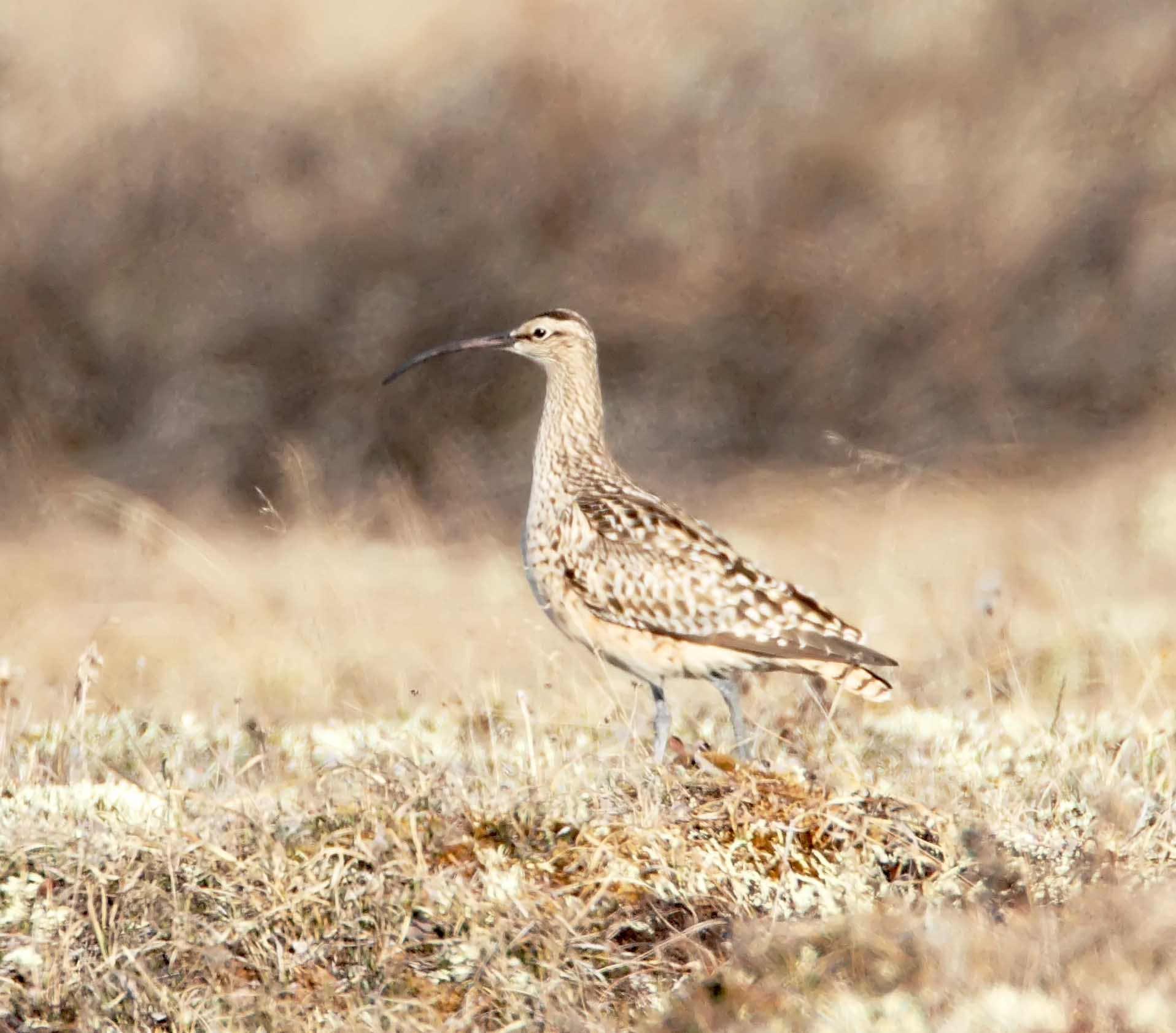 Bristle-thighed Curlew_3123.jpg