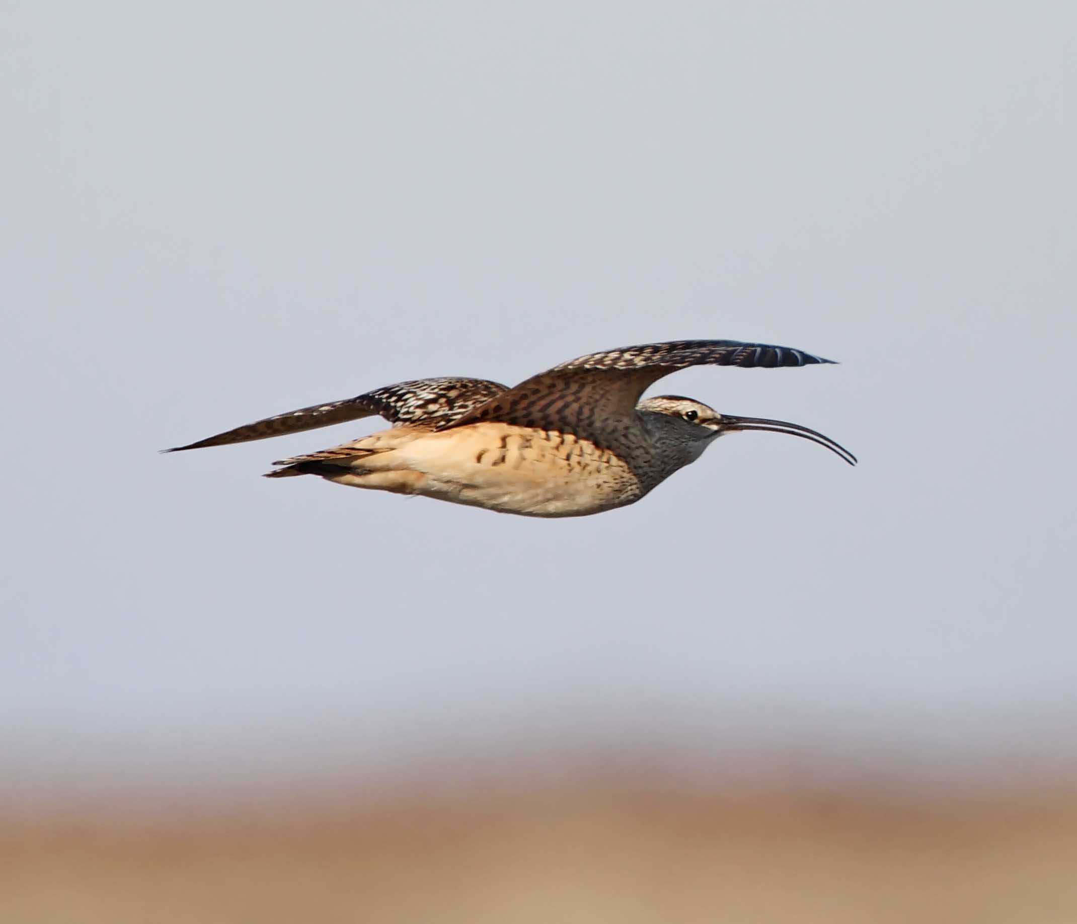 Bristle-thighed Curlew_3037.jpg