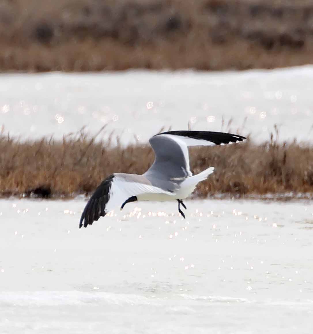 Sabines Gull_4744.jpg