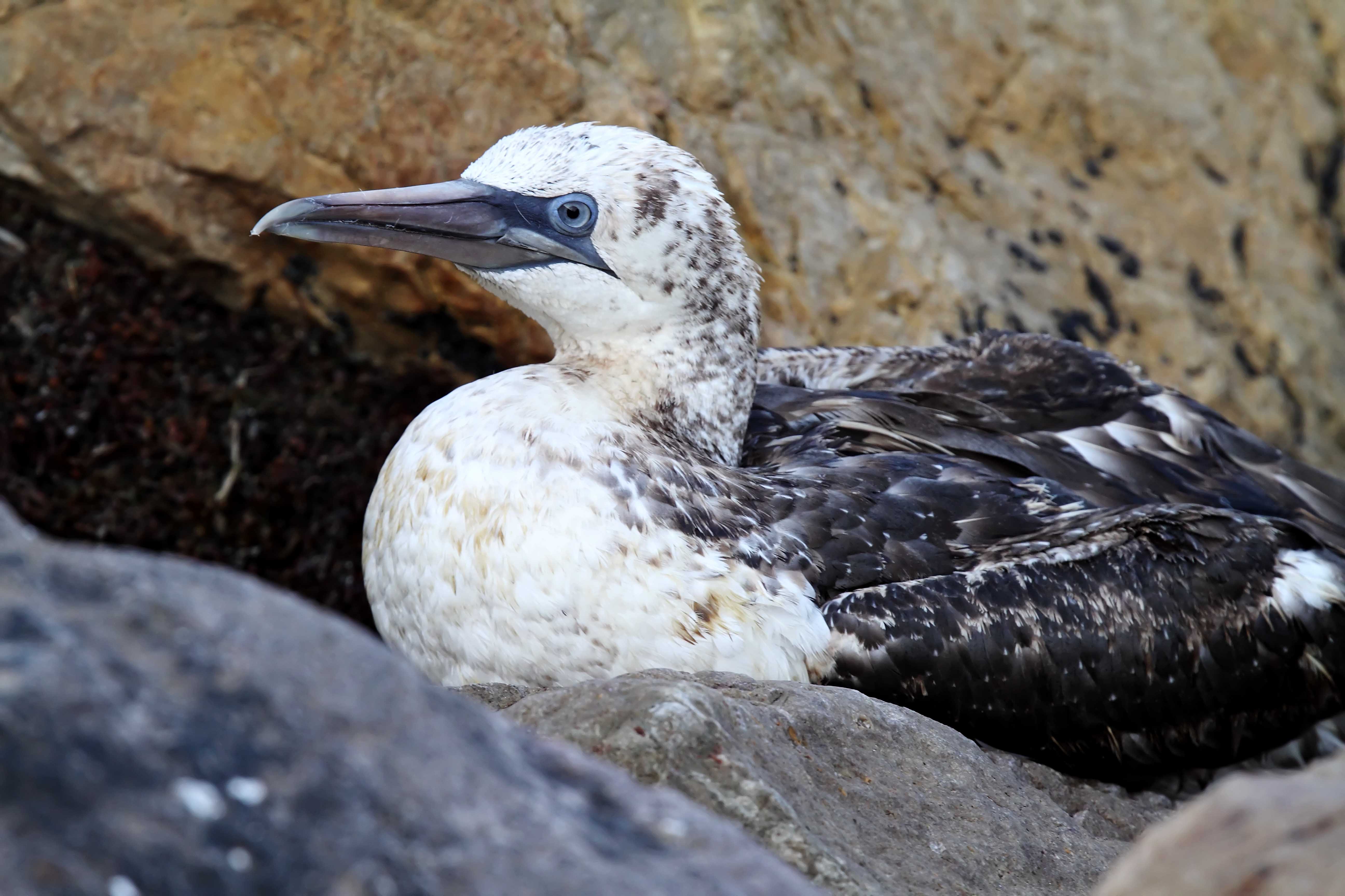 Northern Gannet - Galveston_8190.jpg