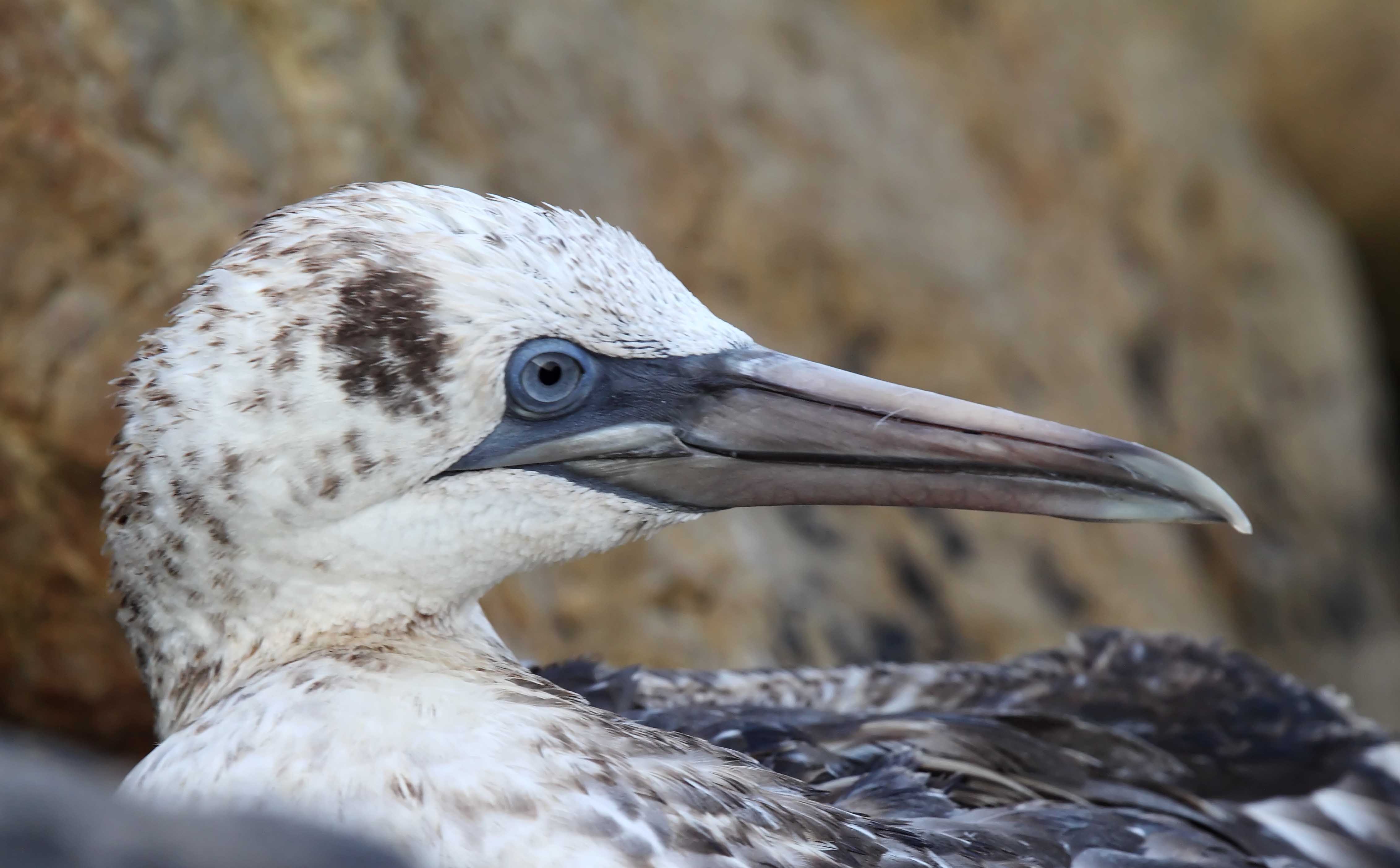 Northern Gannet - Galveston_8221.jpg