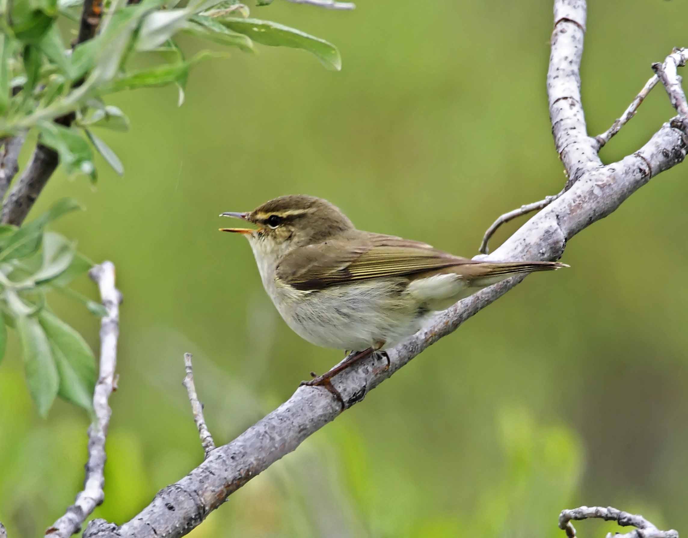 Arctic Warbler_6154.jpg