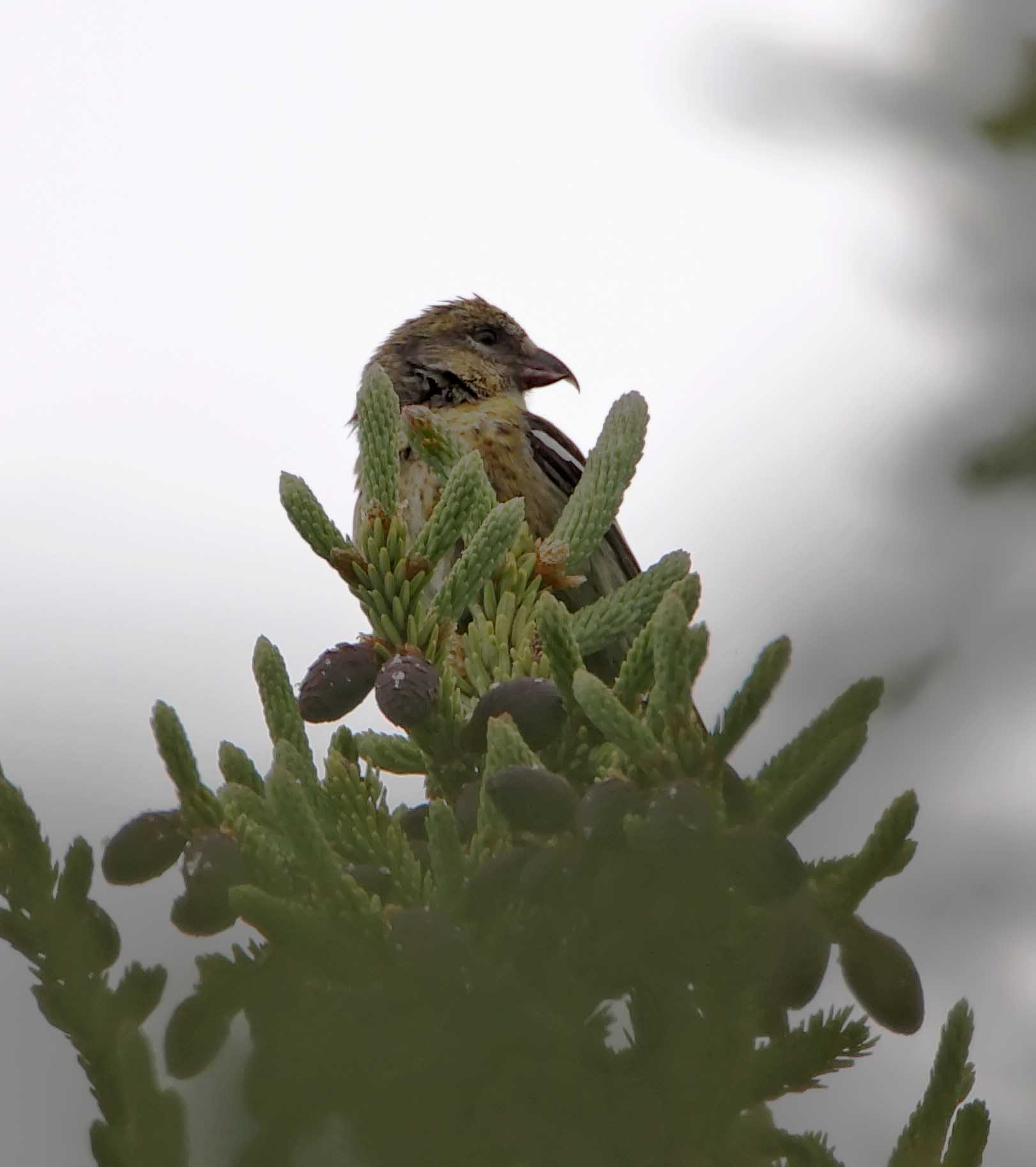 White-winged Crossbill - female_7650.jpg