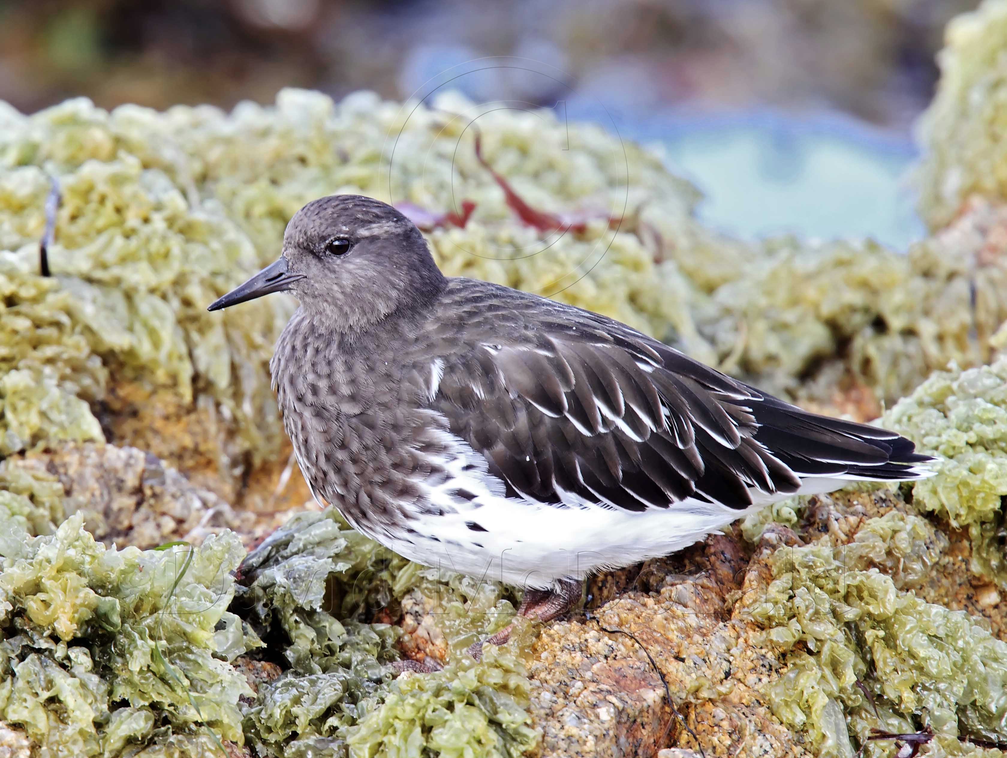 Black Turnstone - adult non-breeding_0044.jpg