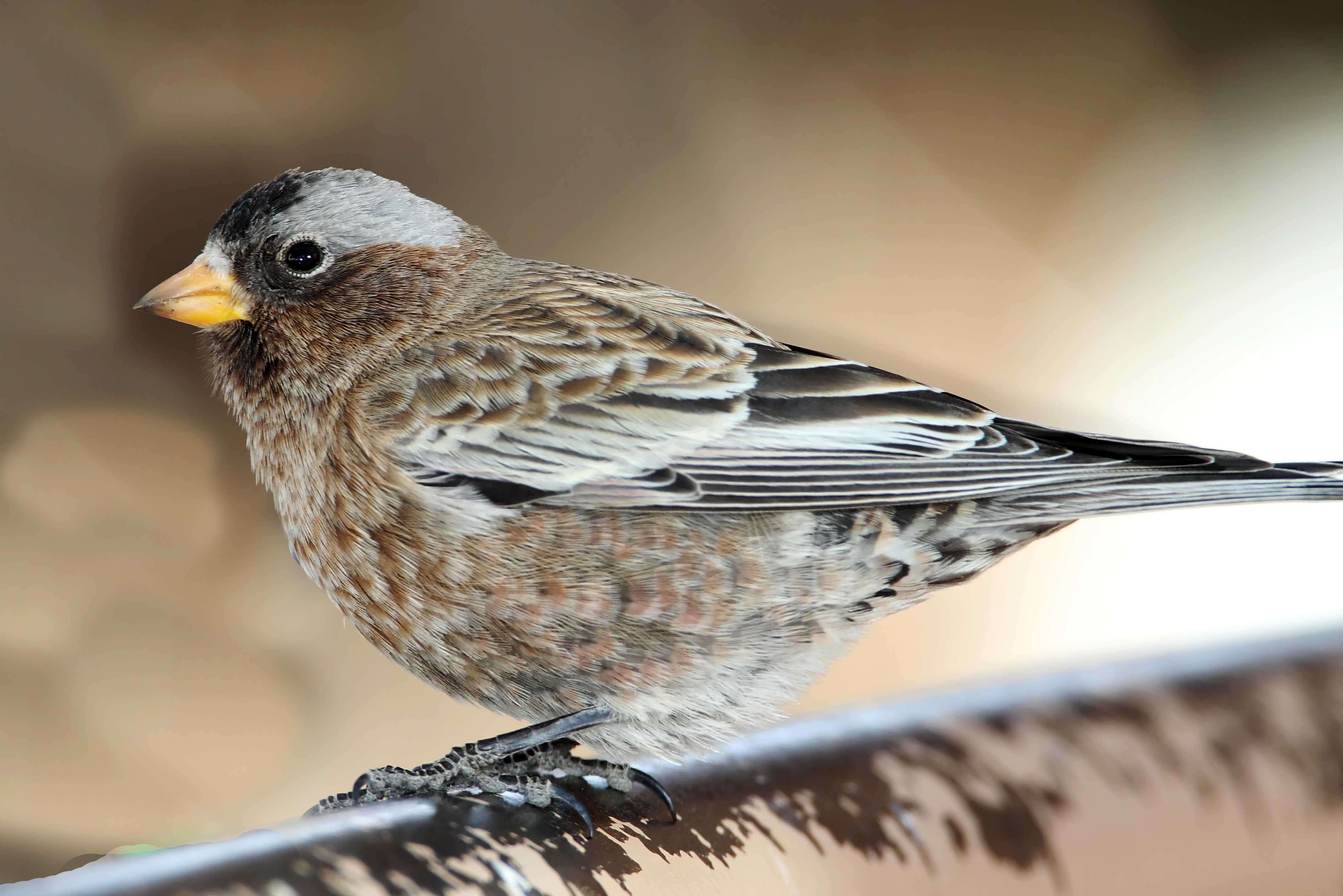 Gray-crowned Rosy-Finch - non-breeding female_2920.jpg