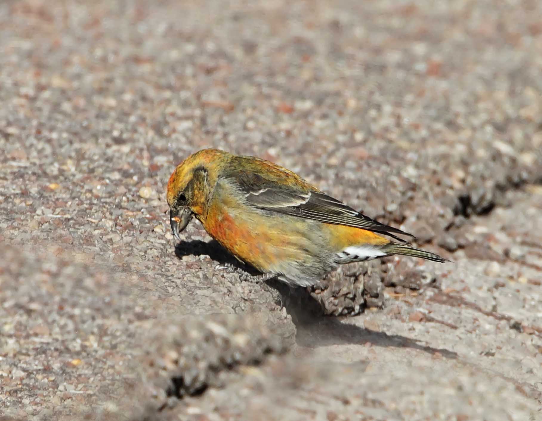 Red Crossbill - 1st year male - variant_3155.jpg