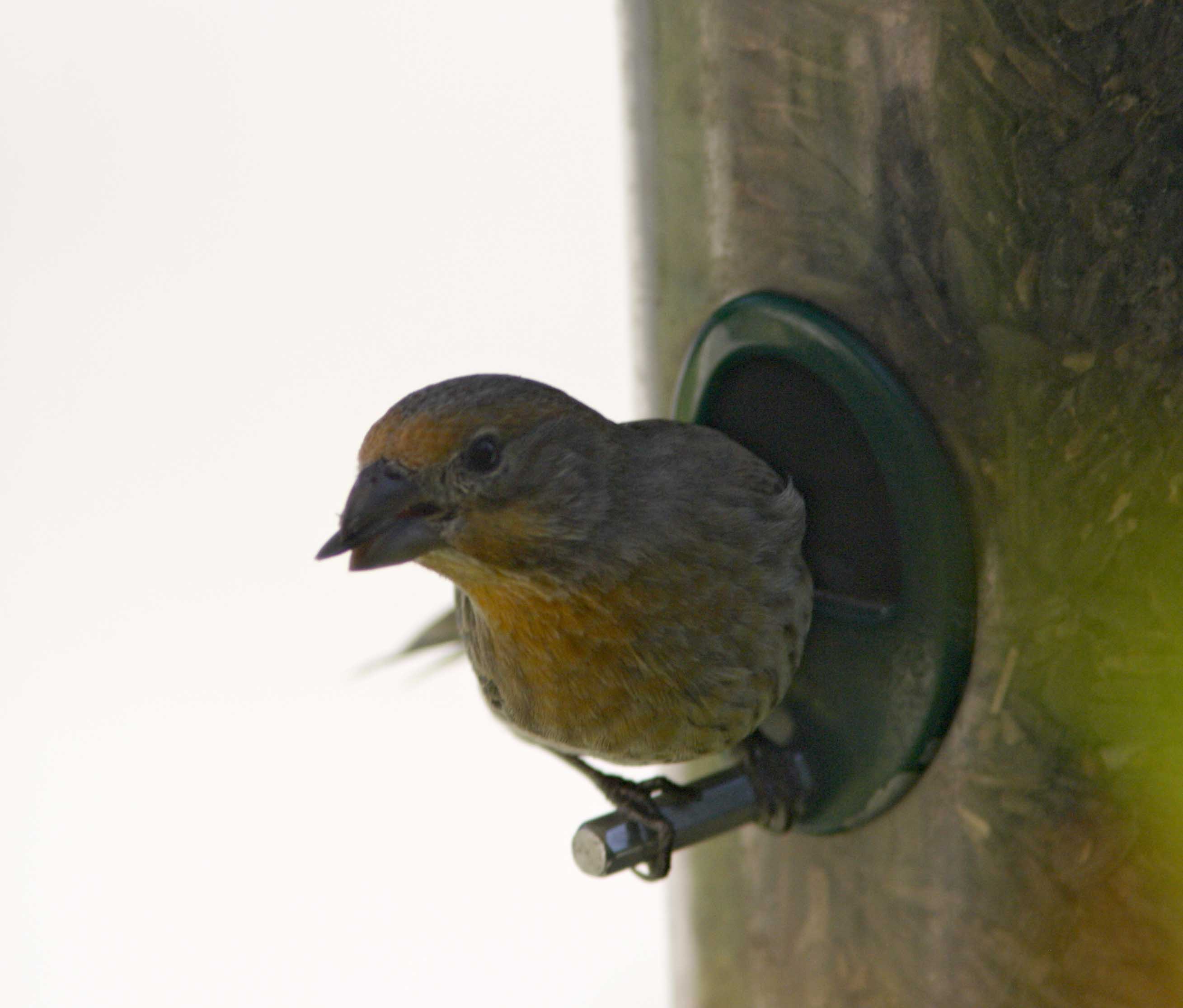 House Finch - yellow variant male_7565.jpg