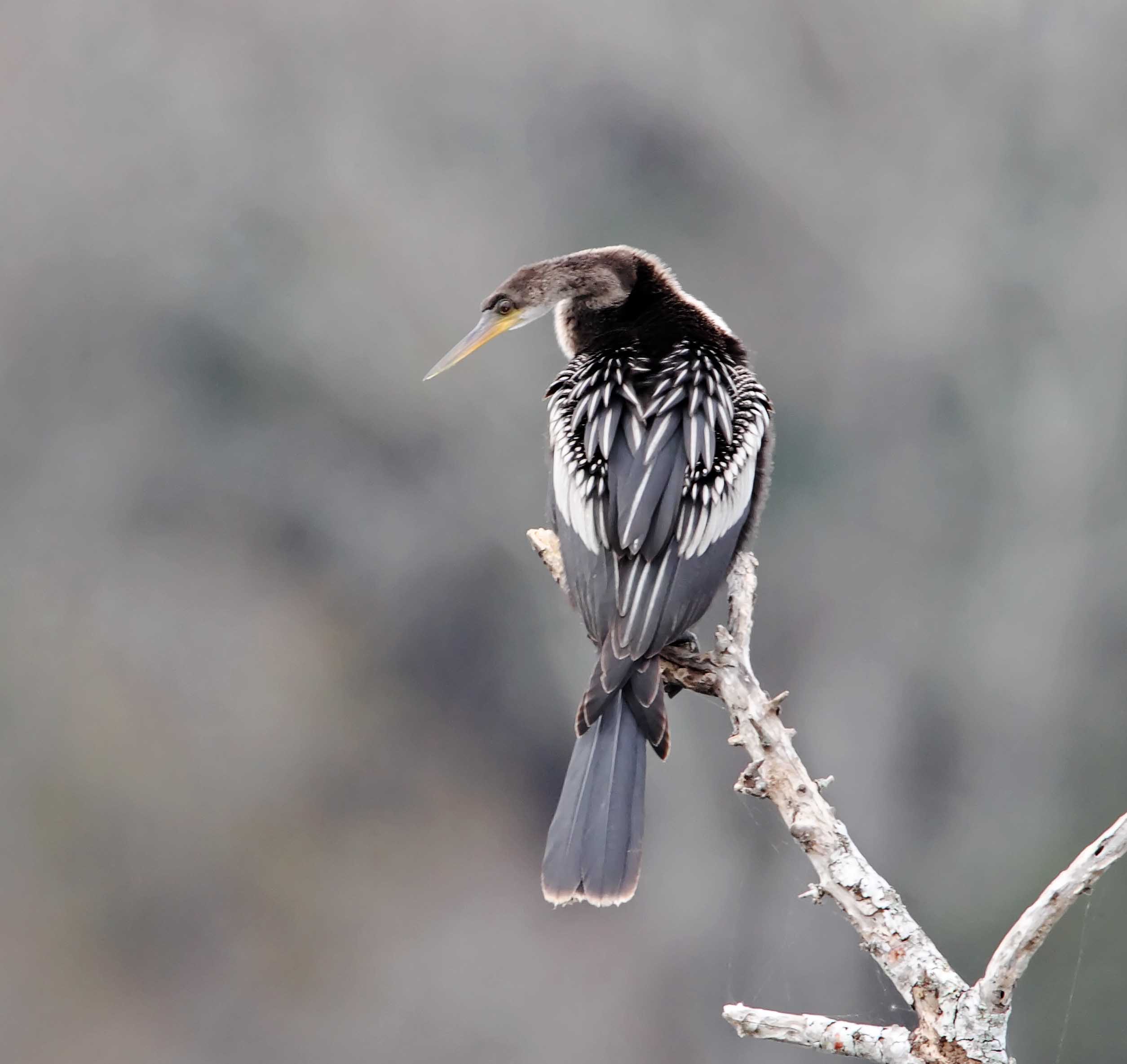 Anhinga_3378.jpg