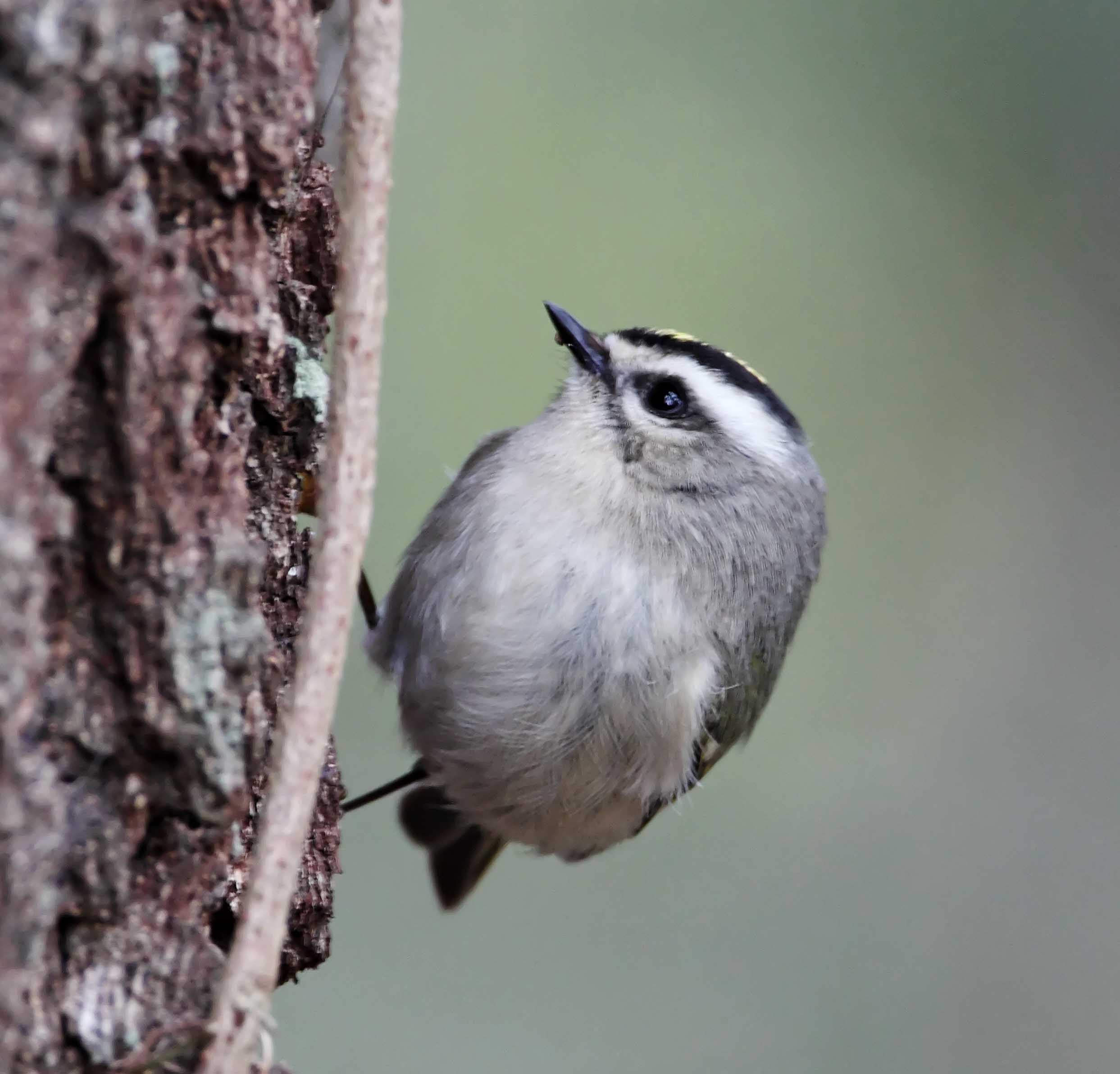 Golden-crowned Kinglet_3426.jpg