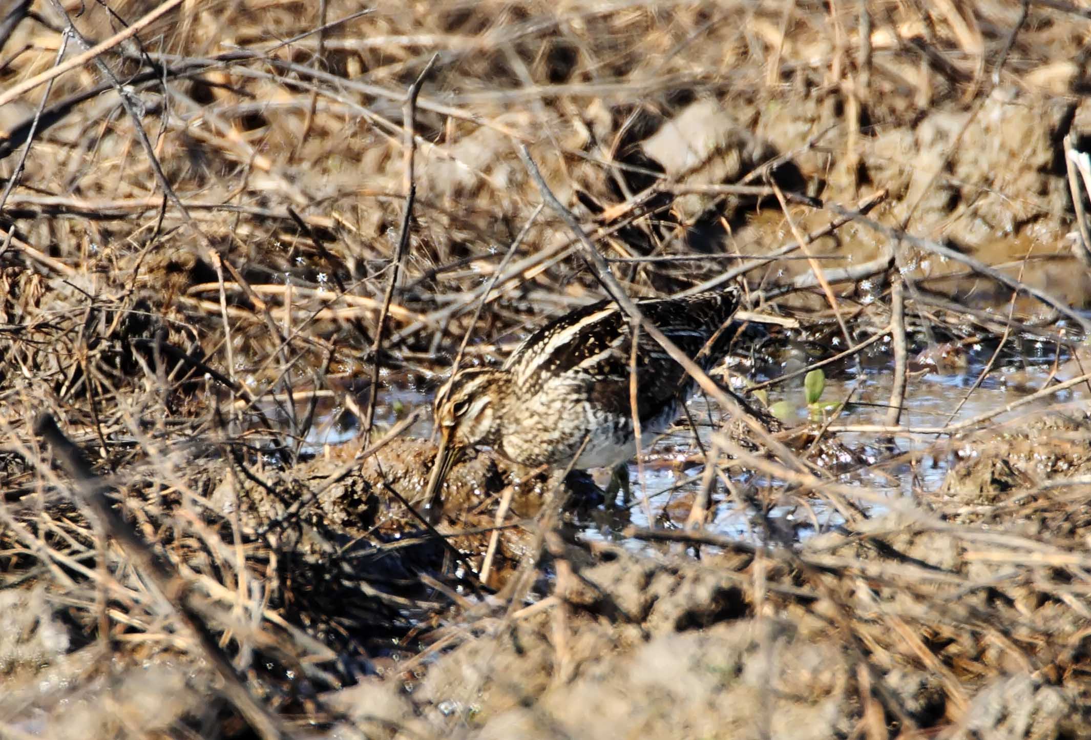 Wilsons Snipe_3700.jpg