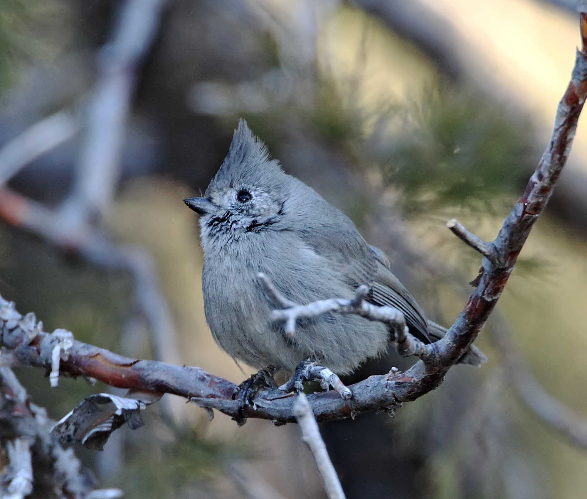 Juniper Titmouse_3009.jpg