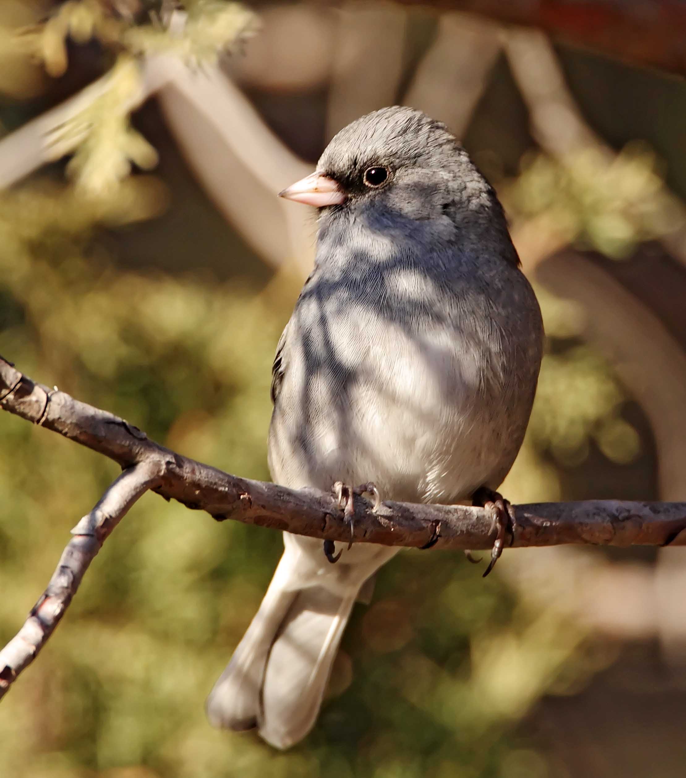 Dark-eyed Junco gray-headed_2982.jpg