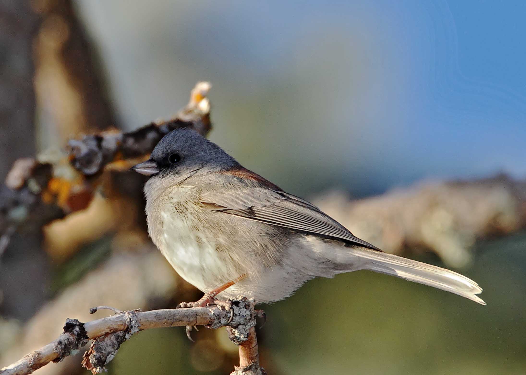 Dark-eyed Junco gray-headed_2989.jpg
