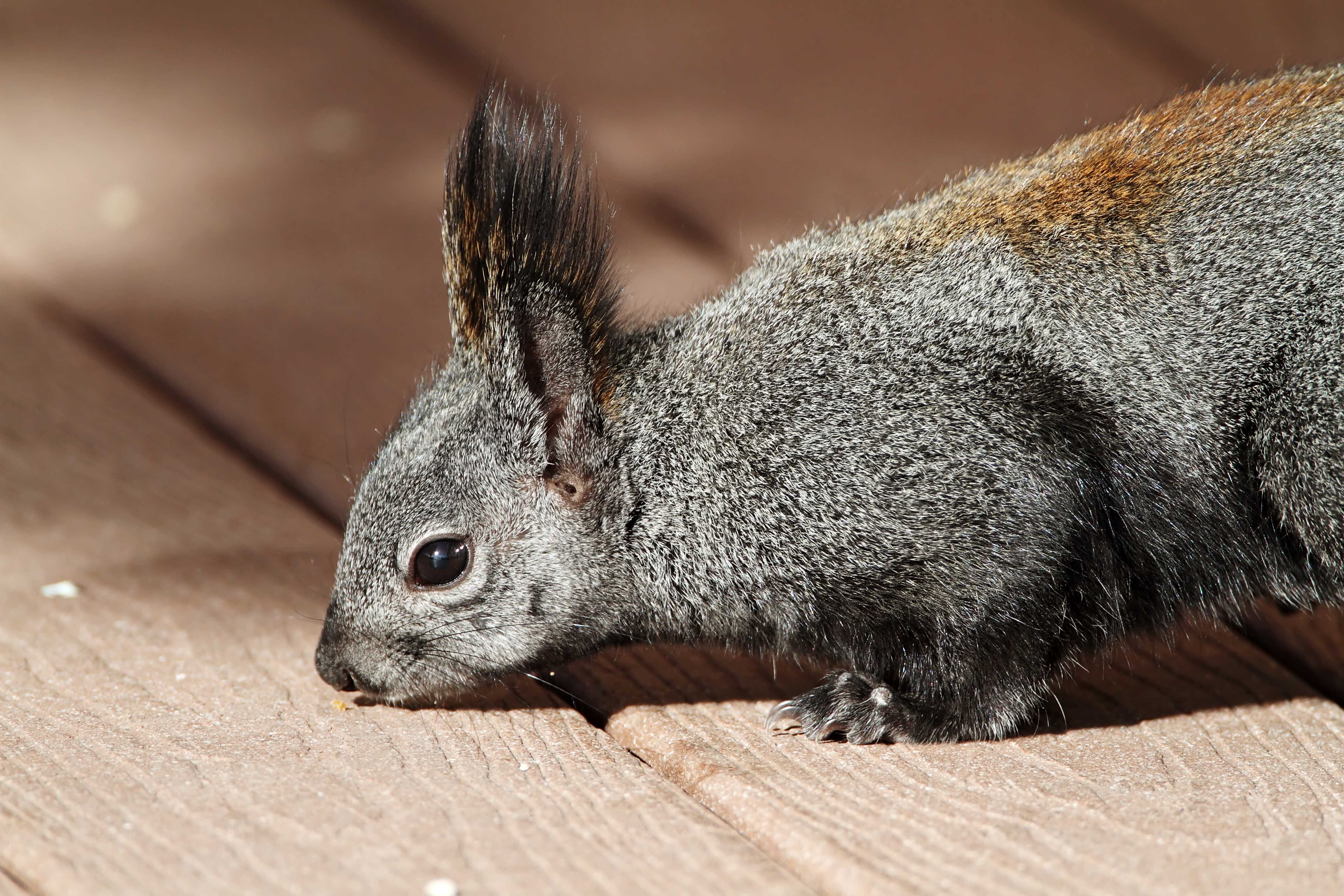 Aberts Squirrel_2580.jpg