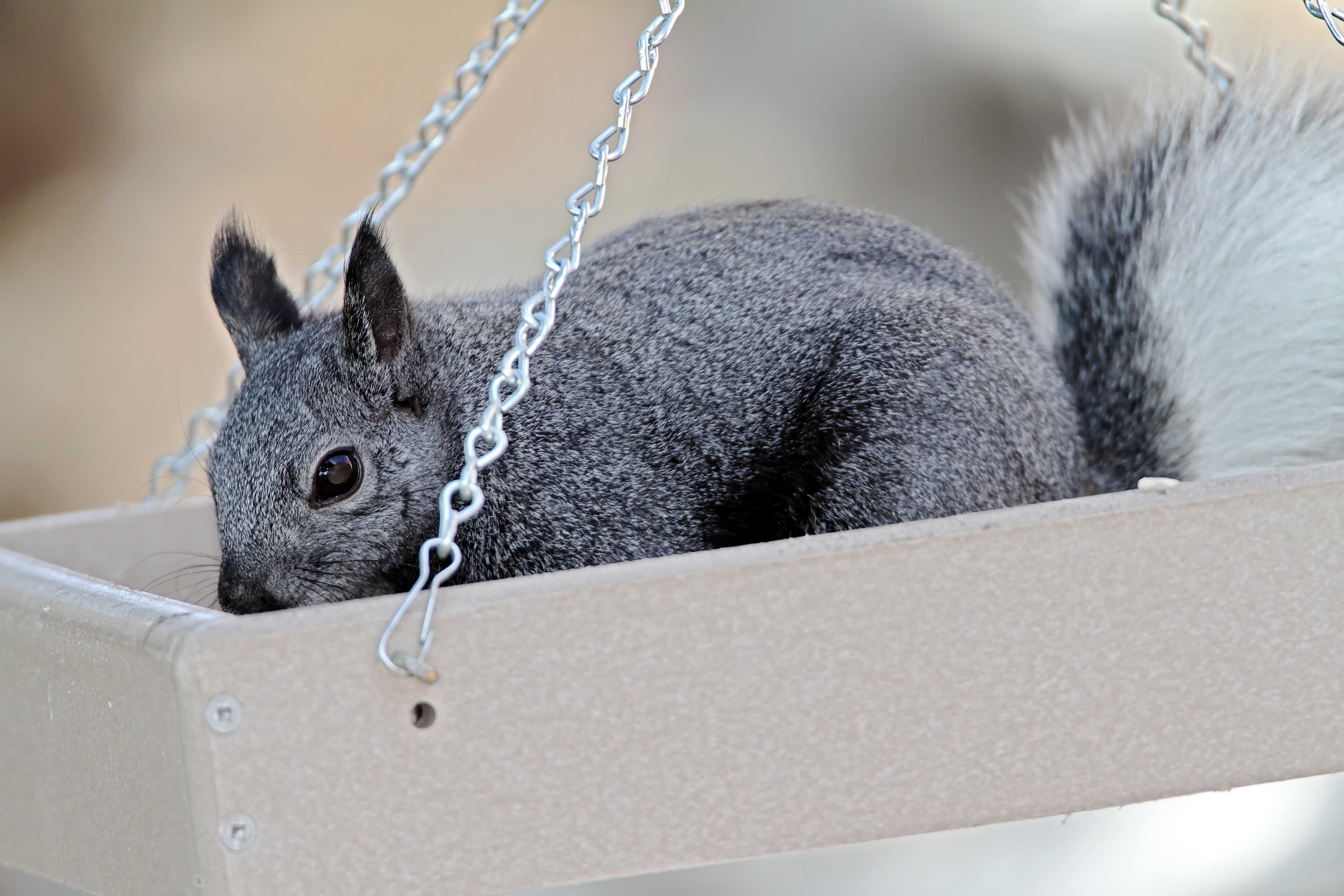Aberts Squirrel_2308.jpg