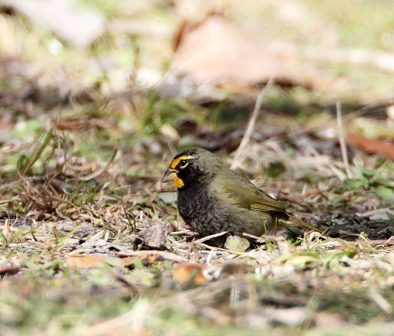 Yellow-faced Grassquit - Goose Island SP_4861.jpg
