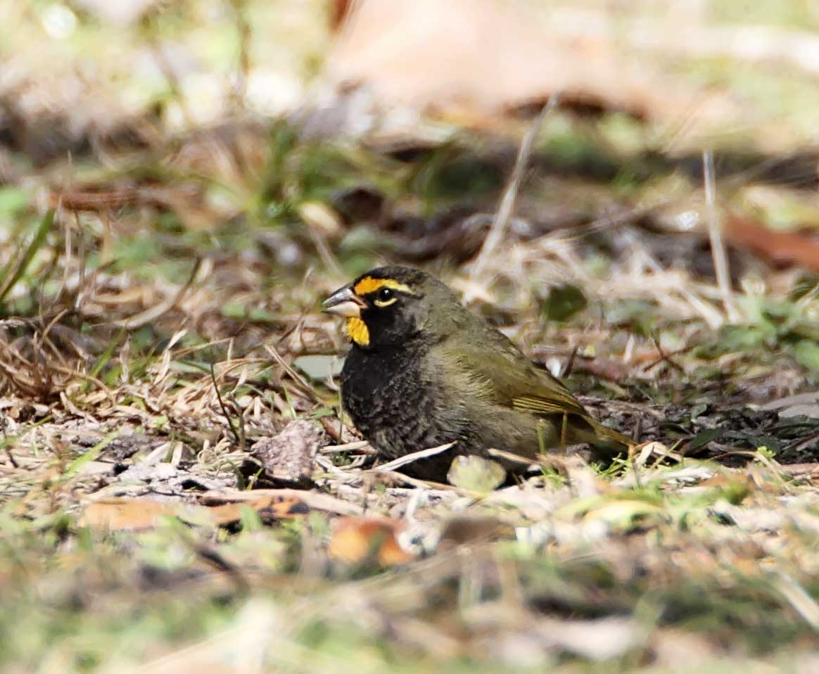 Yellow-faced Grassquit - Goose Island SP_4865.jpg