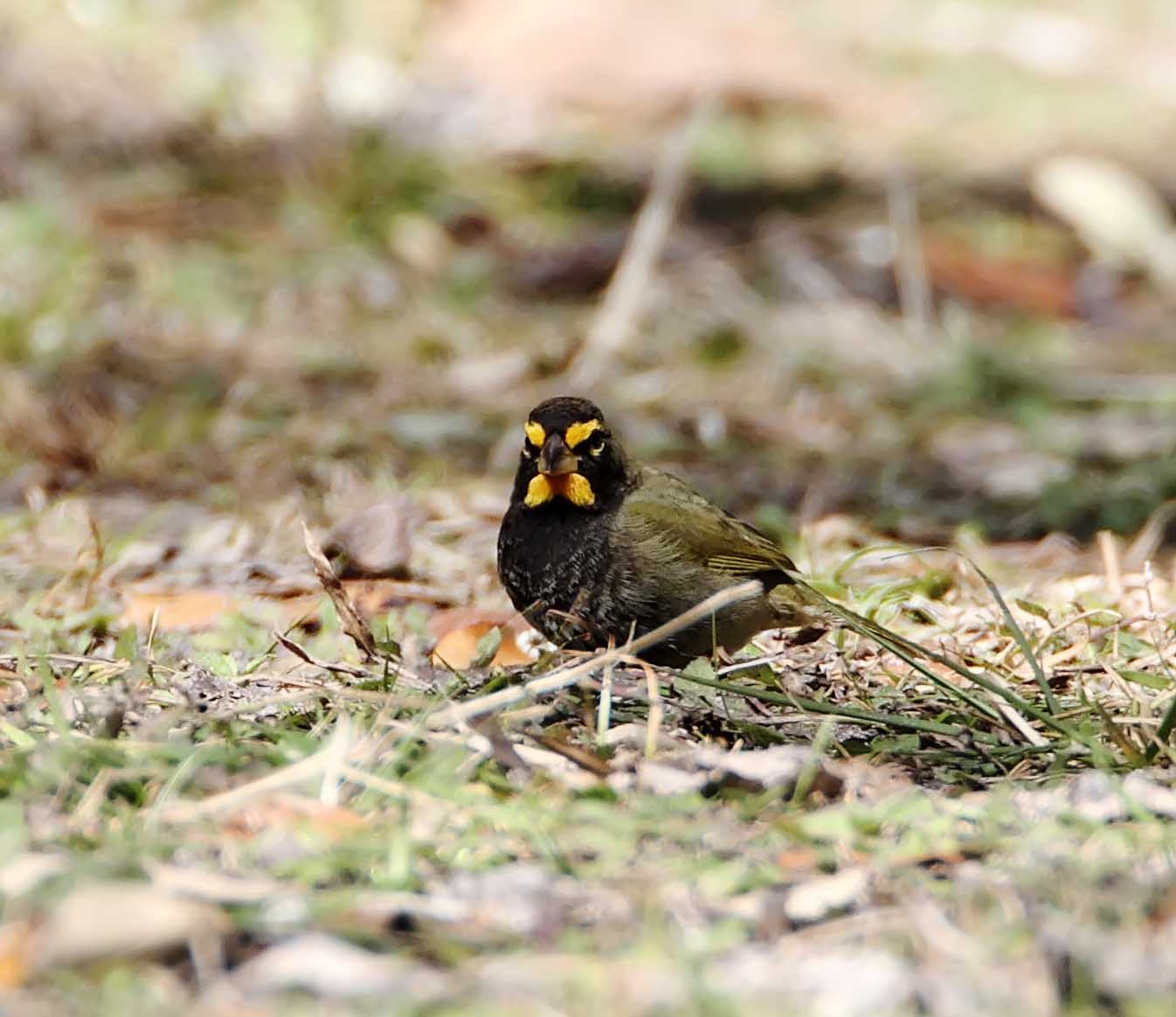 Yellow-faced Grassquit - Goose Island SP_4892.jpg