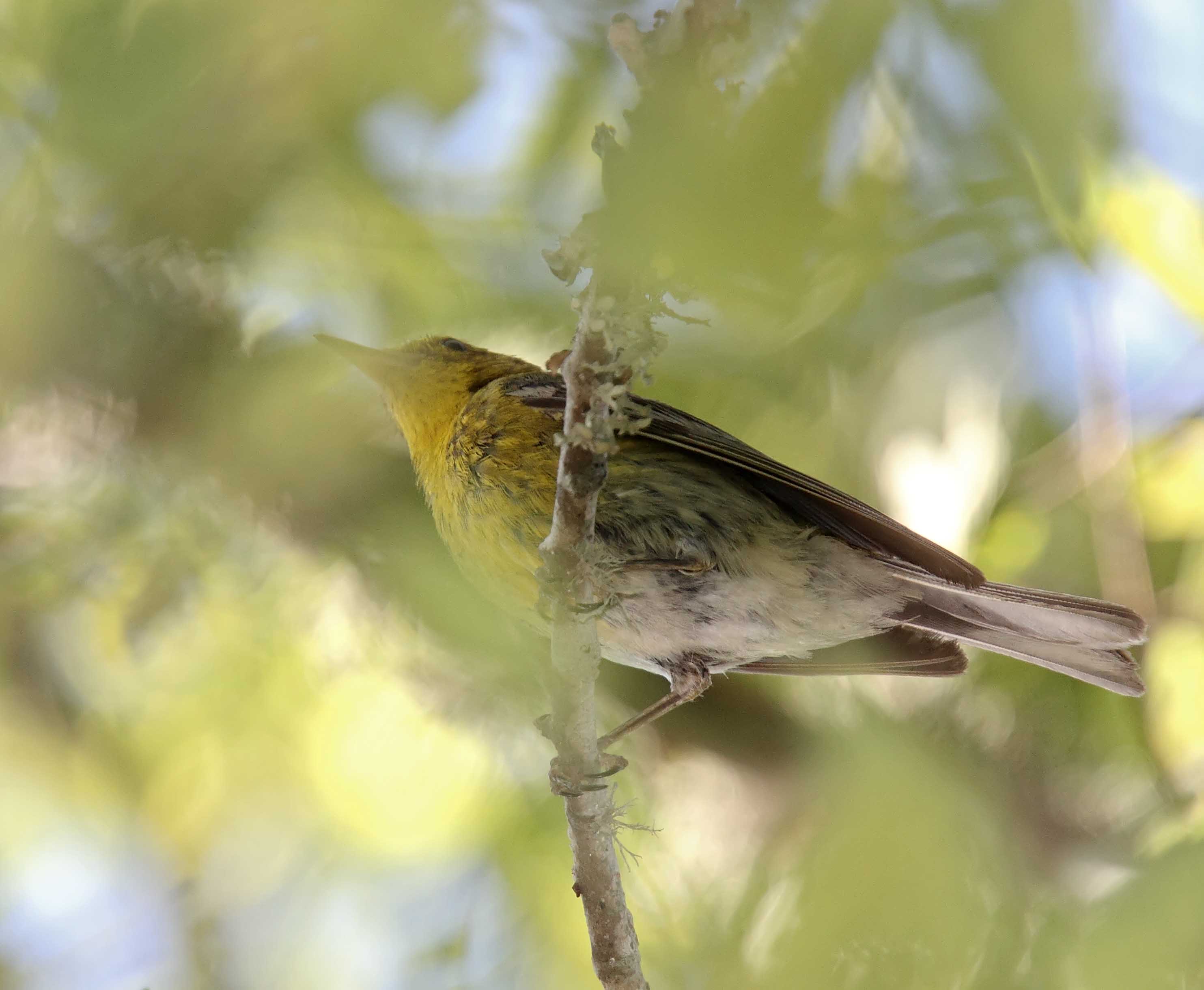 Pine Warbler_0657.jpg
