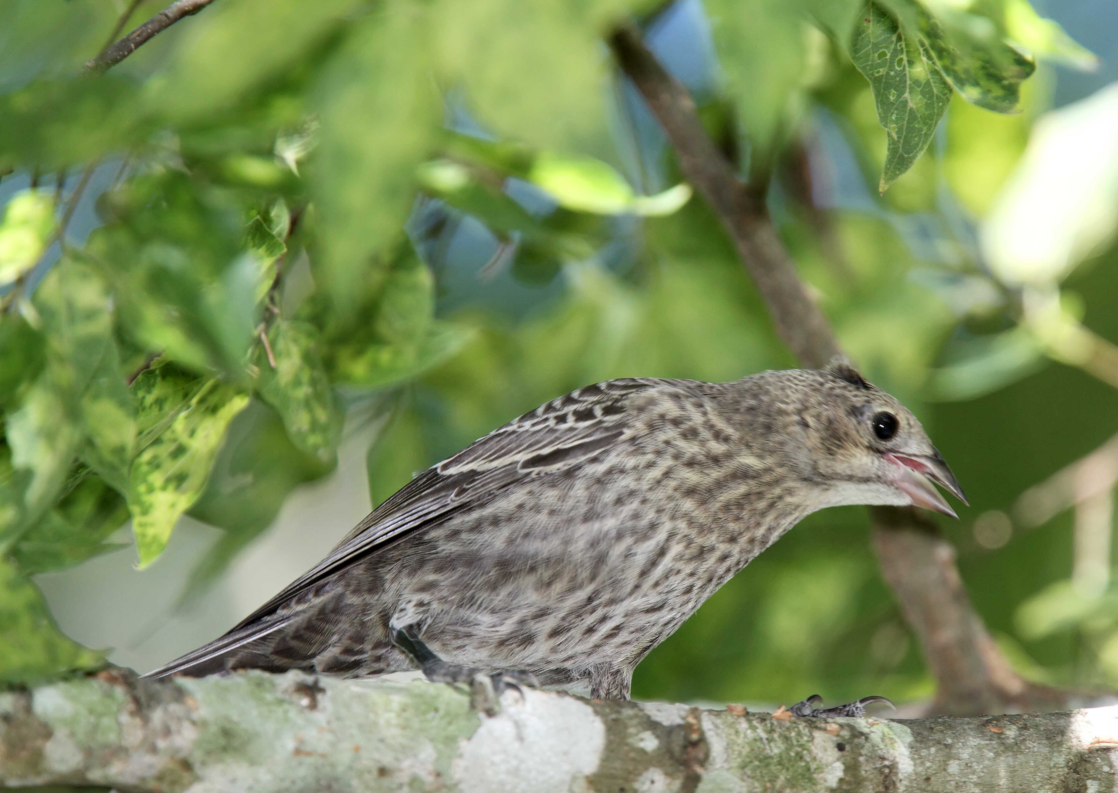 Brown-headed Cowbird - juvenile_0678.jpg