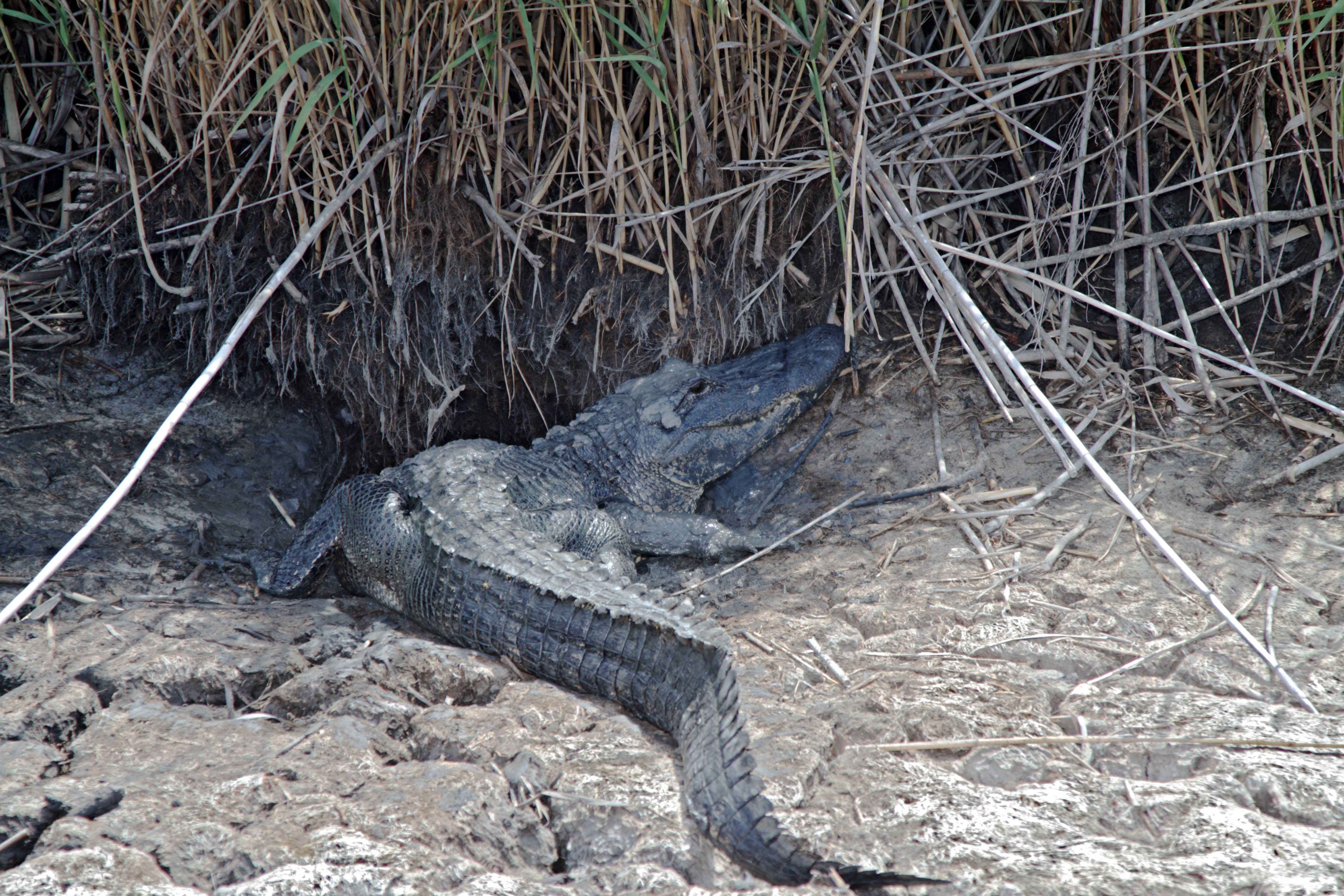 Anahuac NWR - 2011 drought_1002.jpg