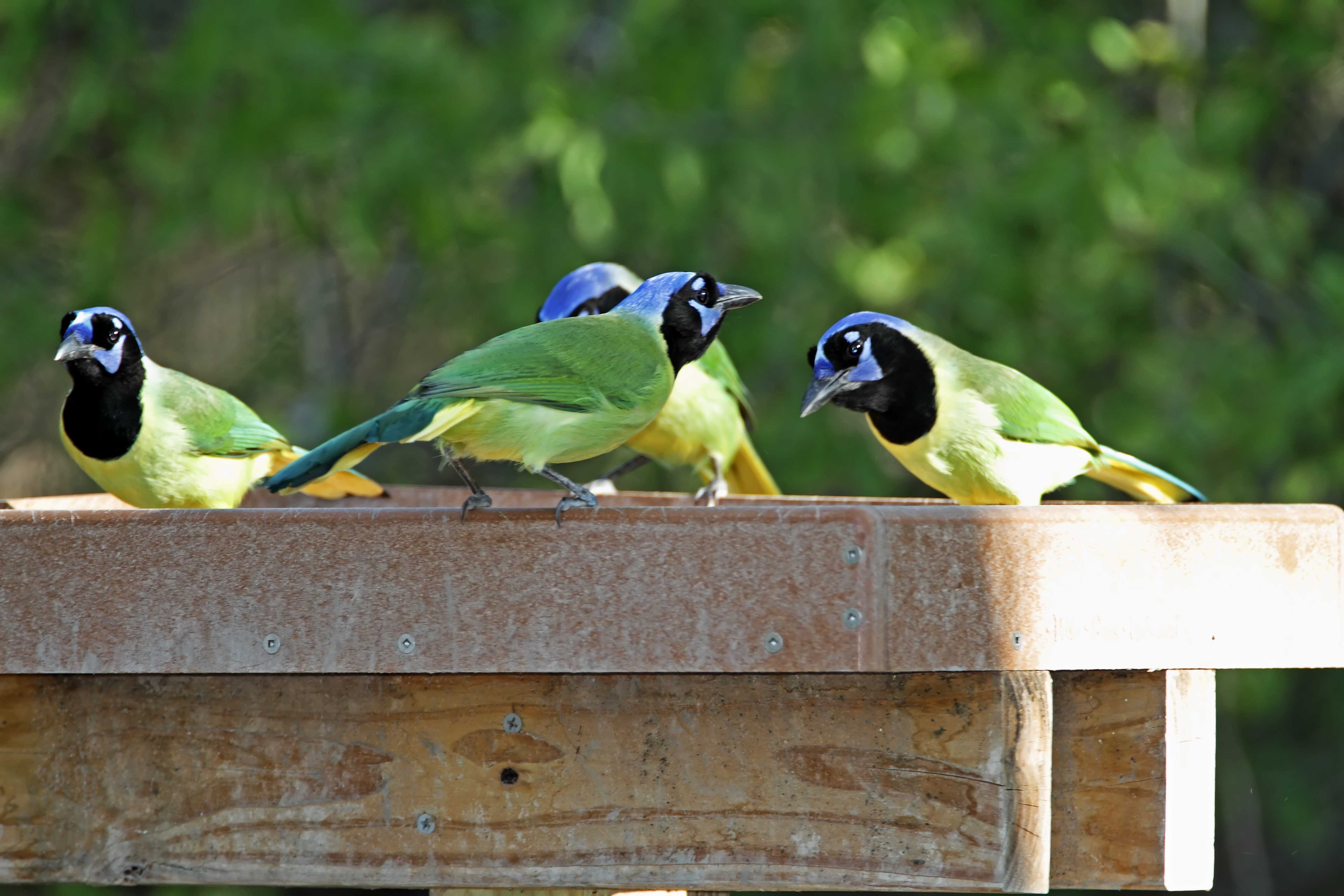 Green Jays_5434 copy.jpg