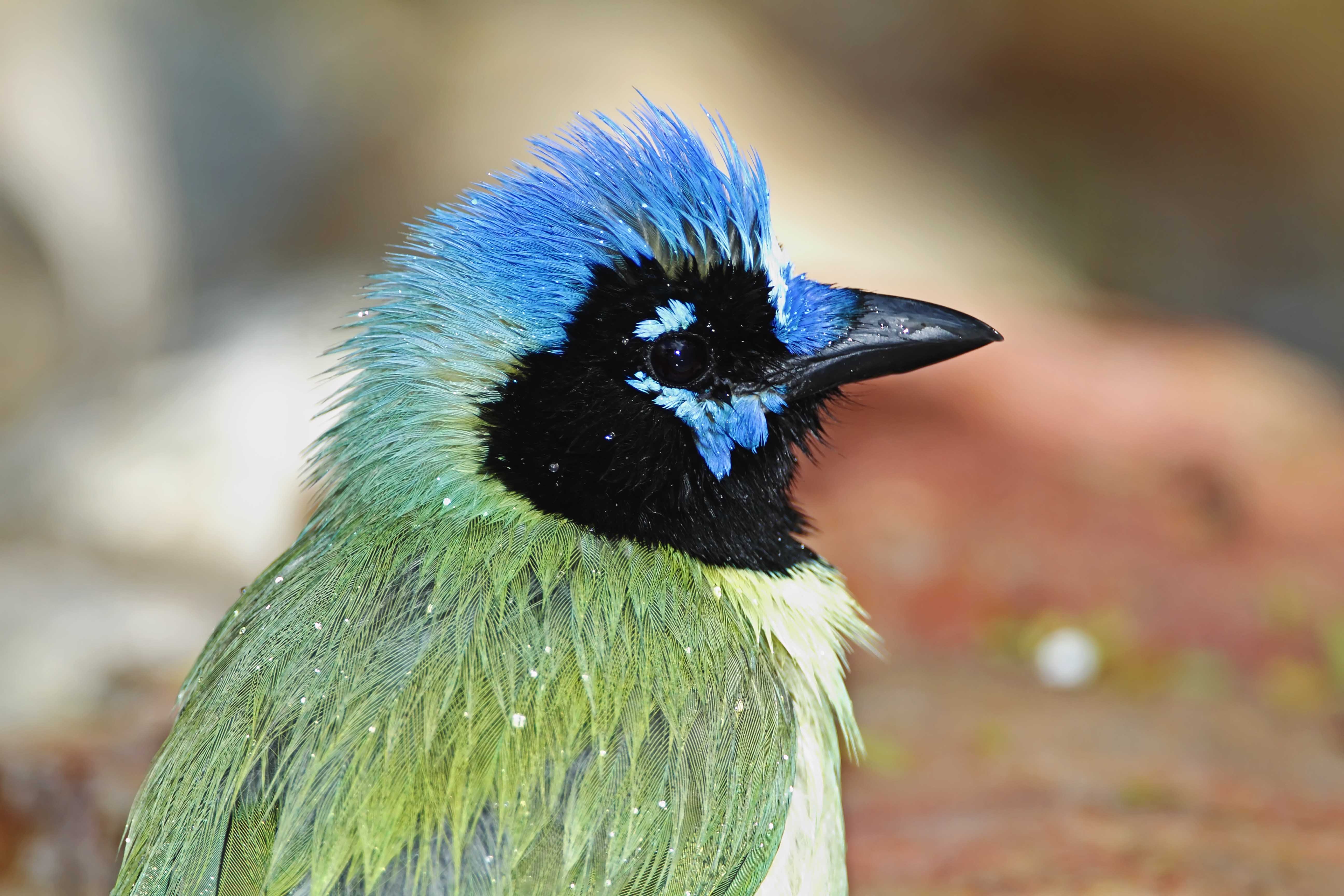 Green Jay_5781 copy.jpg