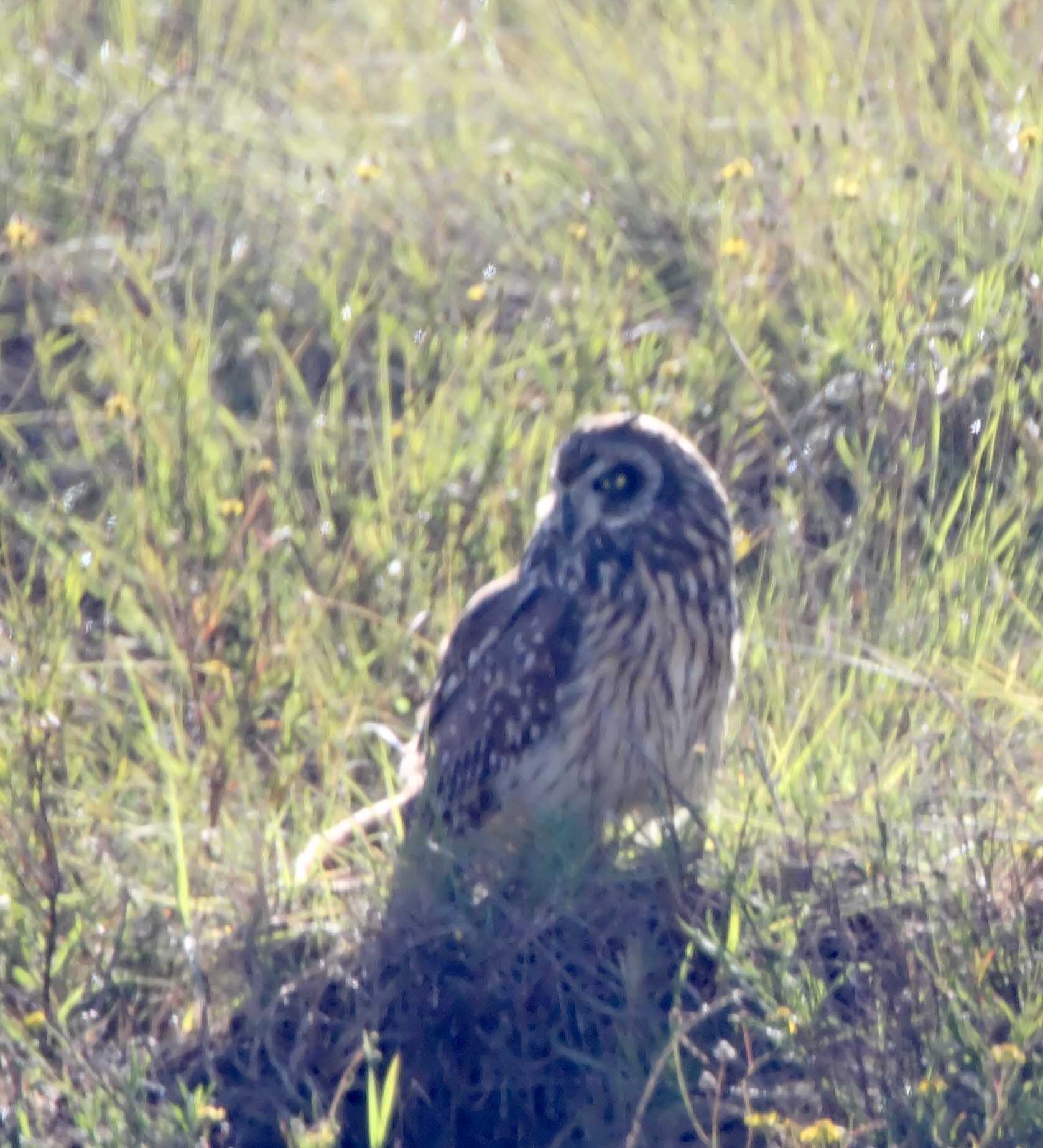 Short-eared Owl_8392.jpg