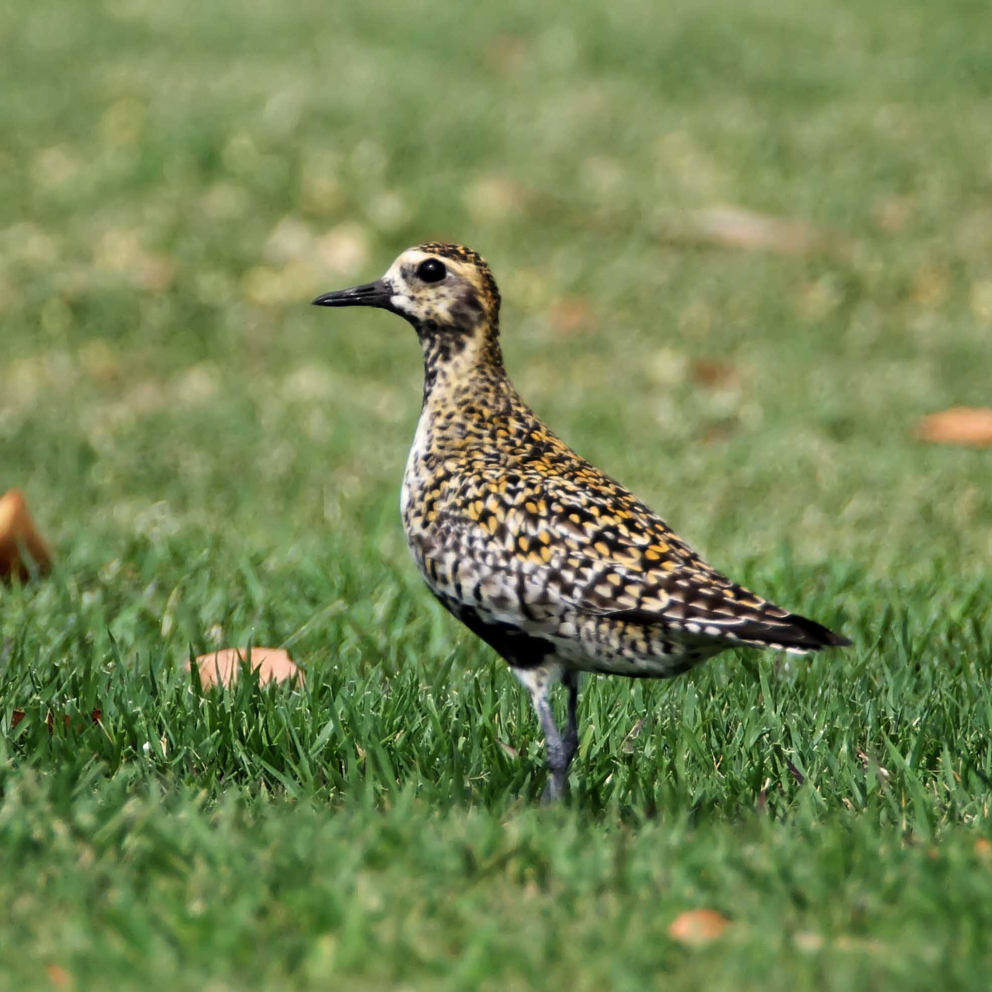 Pacific Golden-Plover_6707.jpg