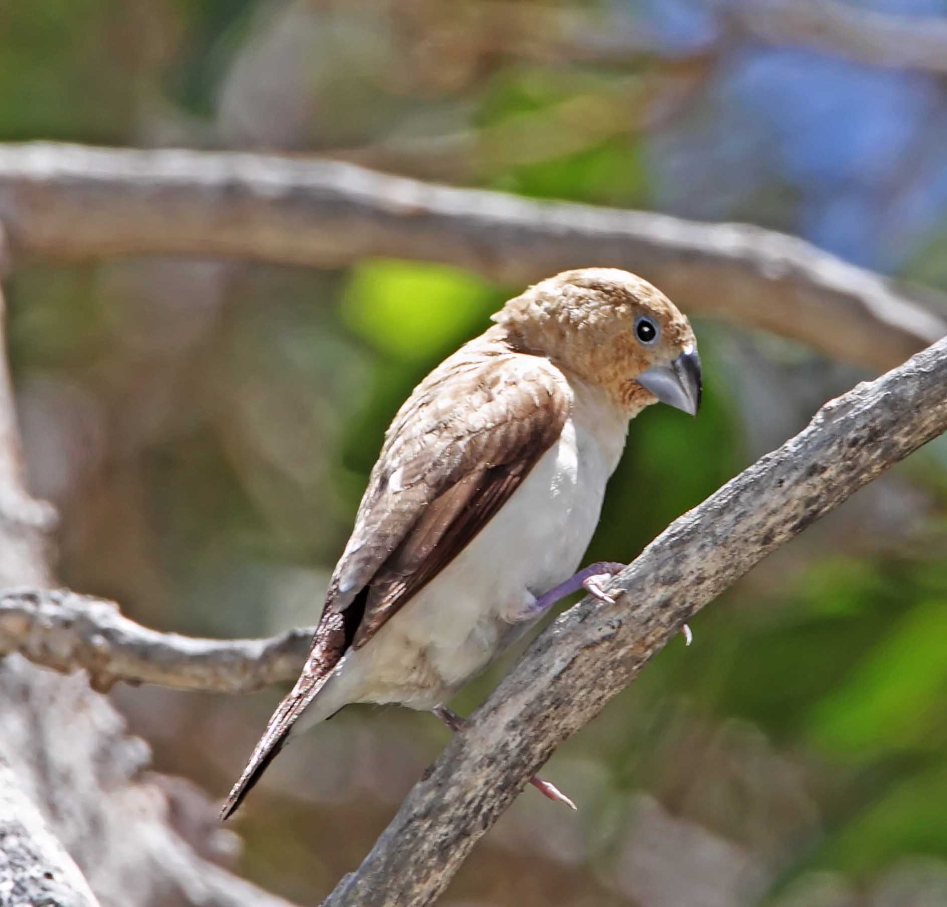 African Silverbill_7708.jpg