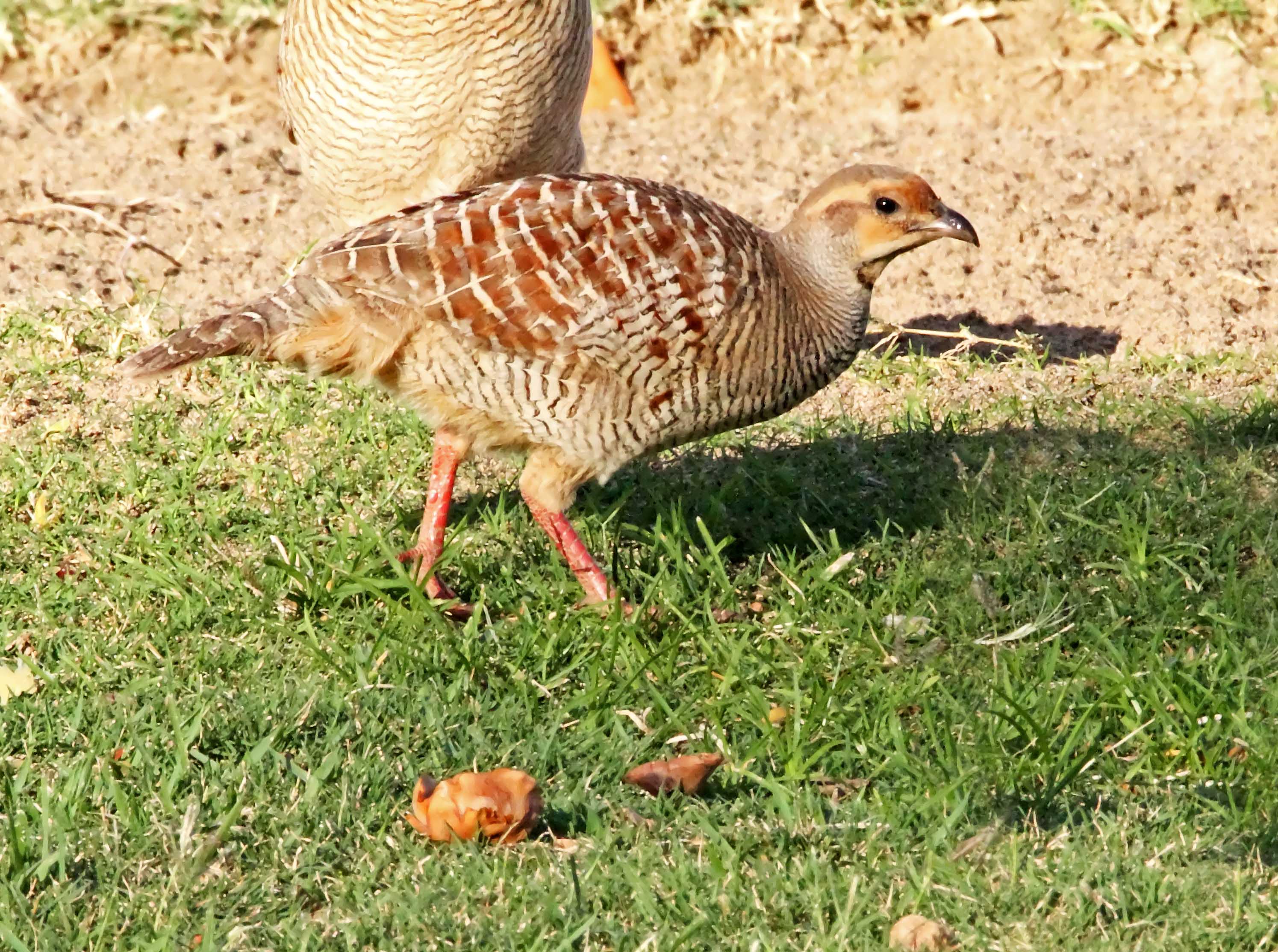 Gray Francolin_6925.jpg