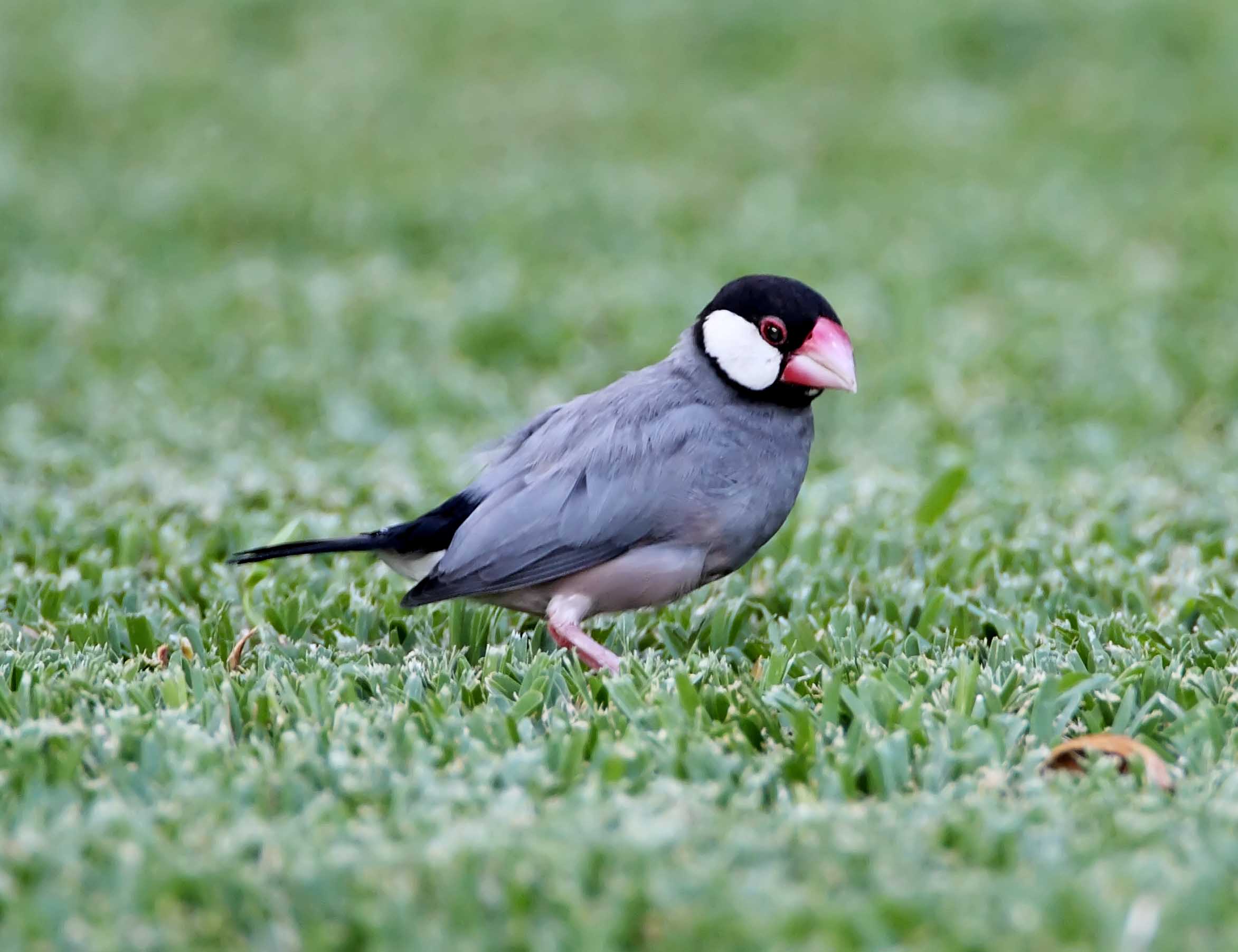 Java Sparrow - adult_8034.jpg