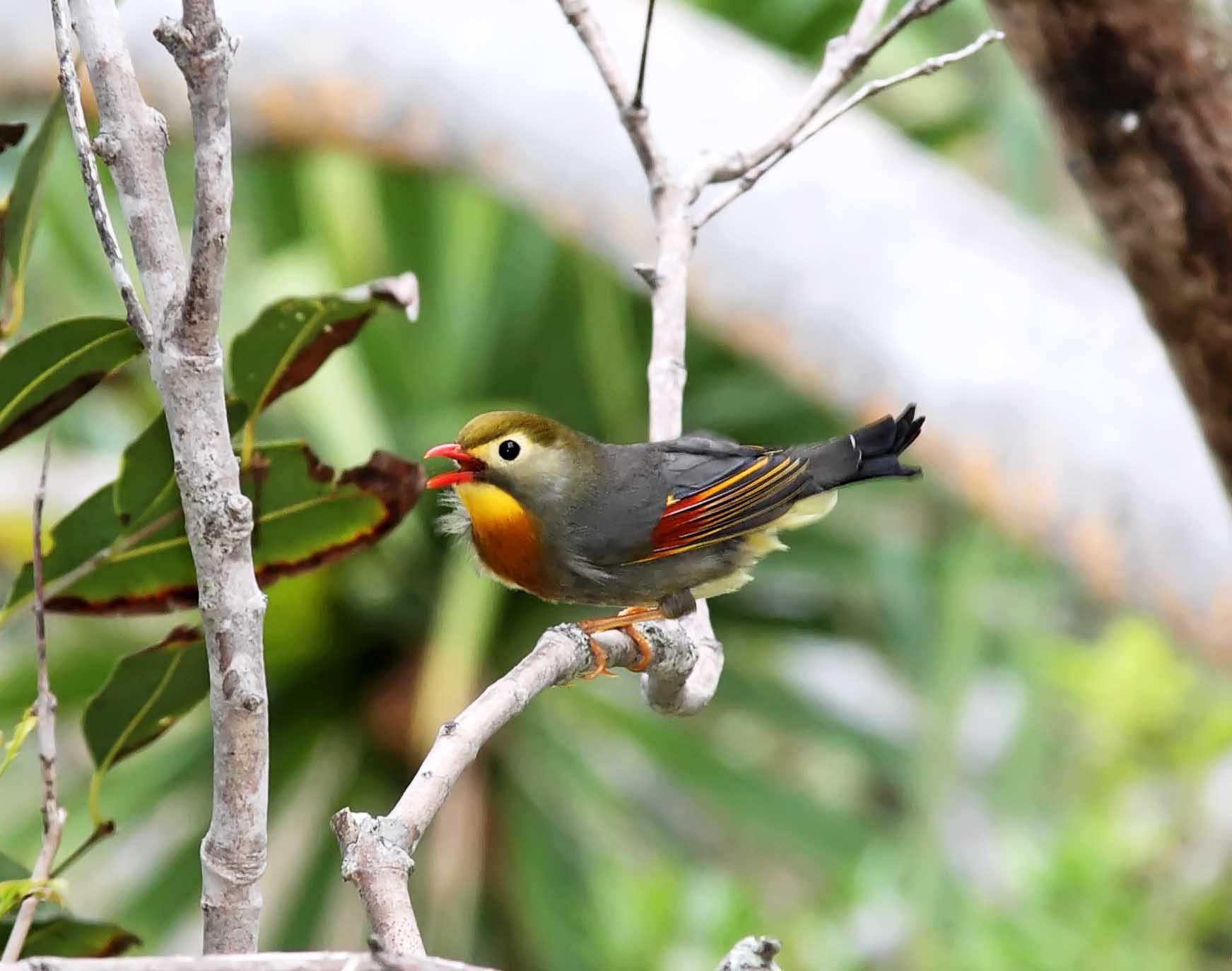 Red-billed Leiothrix_7895.jpg