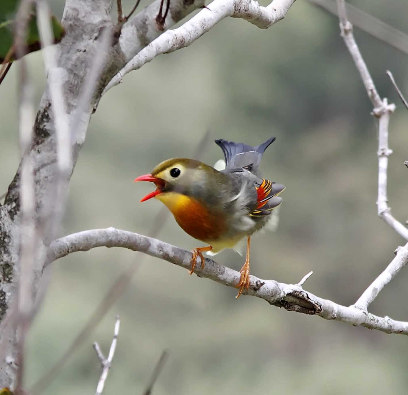 Red-billed Leiothrix_7898.jpg