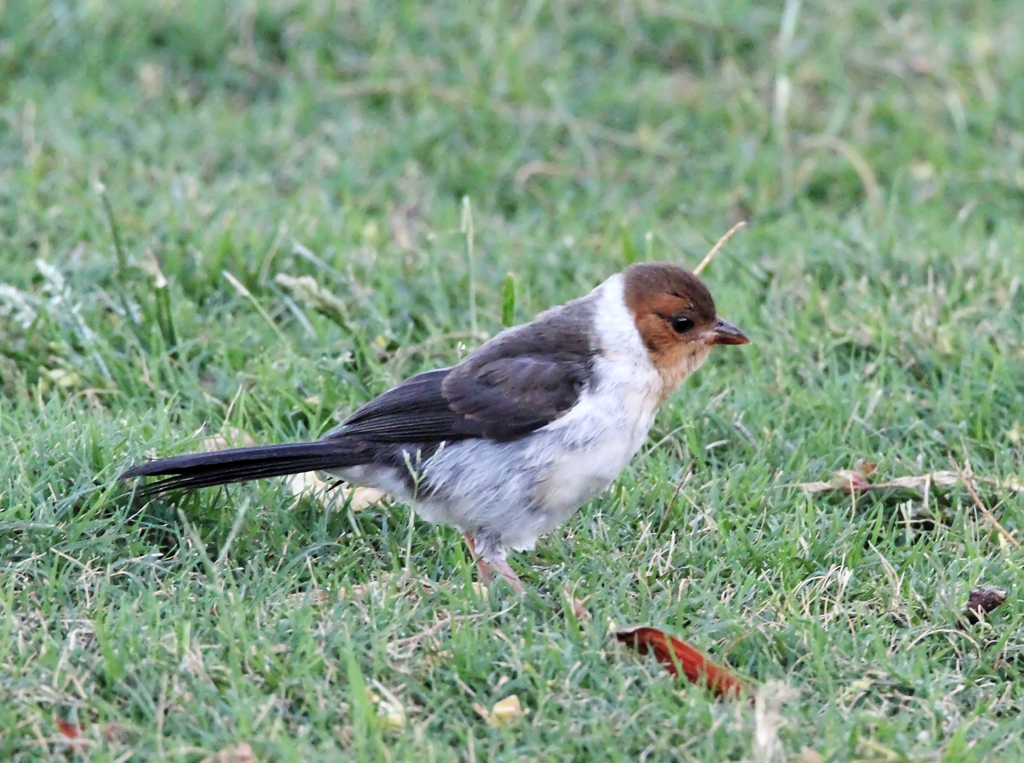Yellow-billed Cardinal - juvenile_6845.jpg