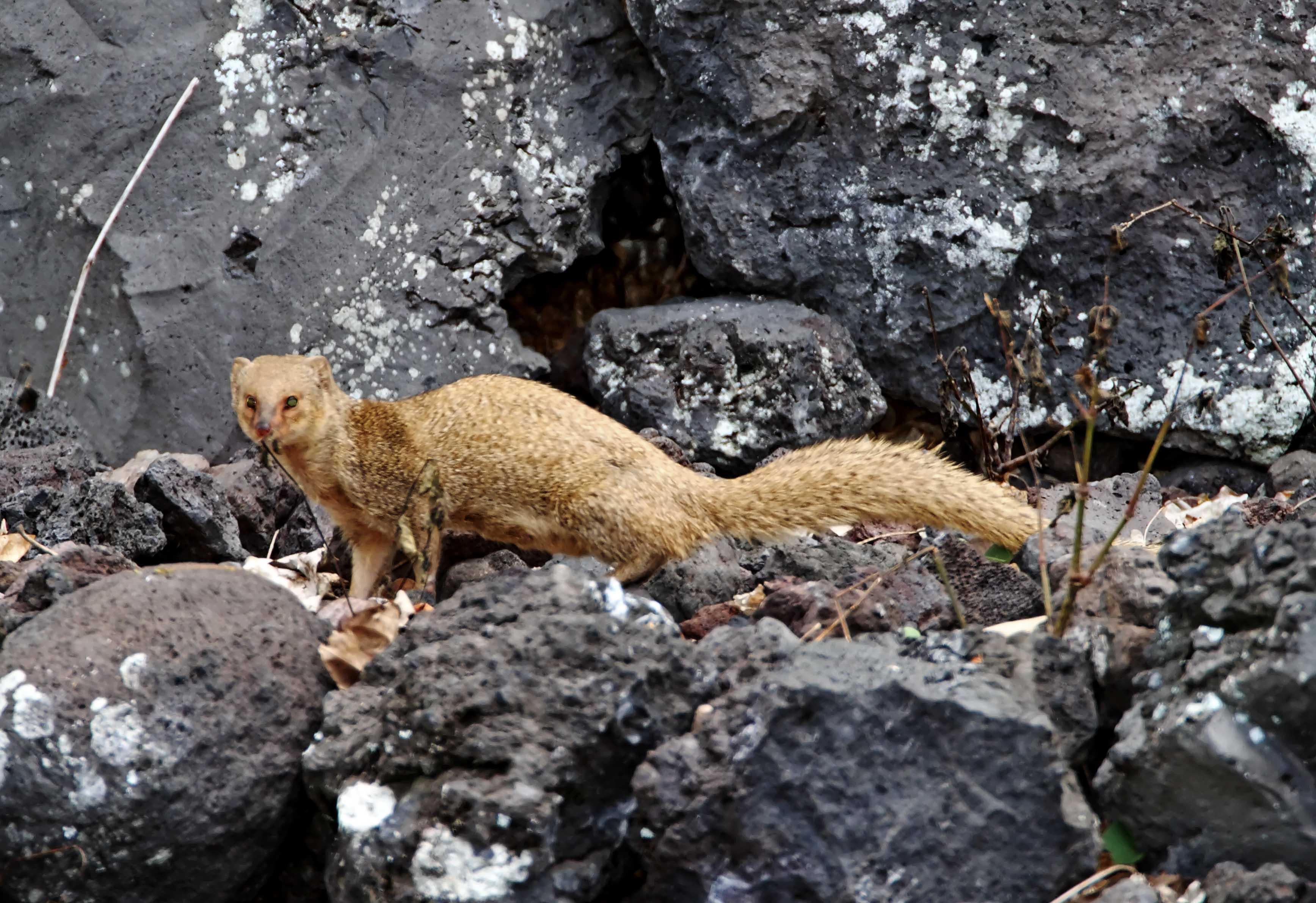 Indian Mongoose_8109.jpg