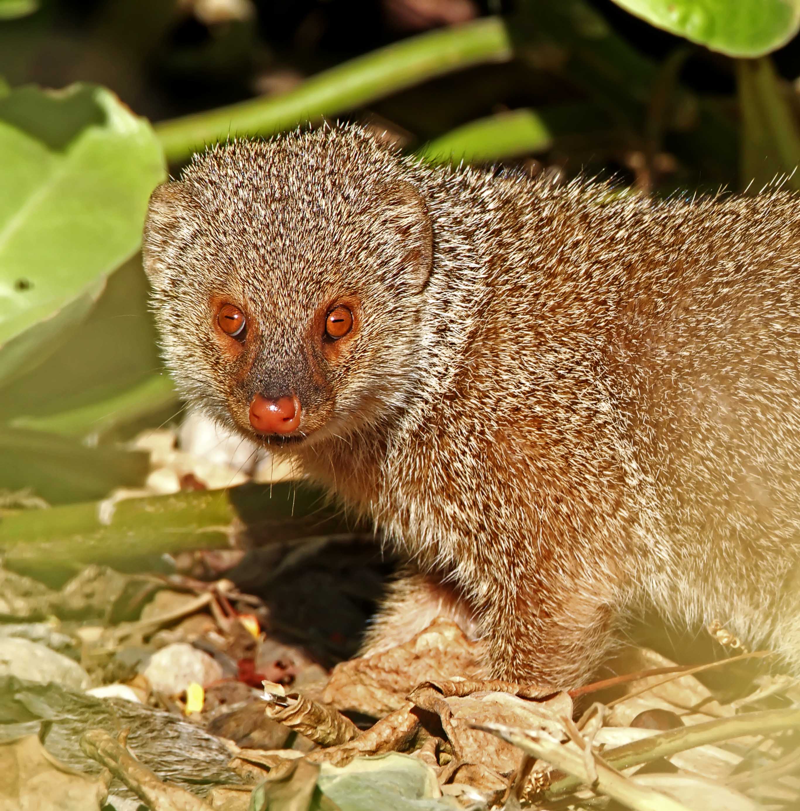 Indian Mongoose_7089.jpg