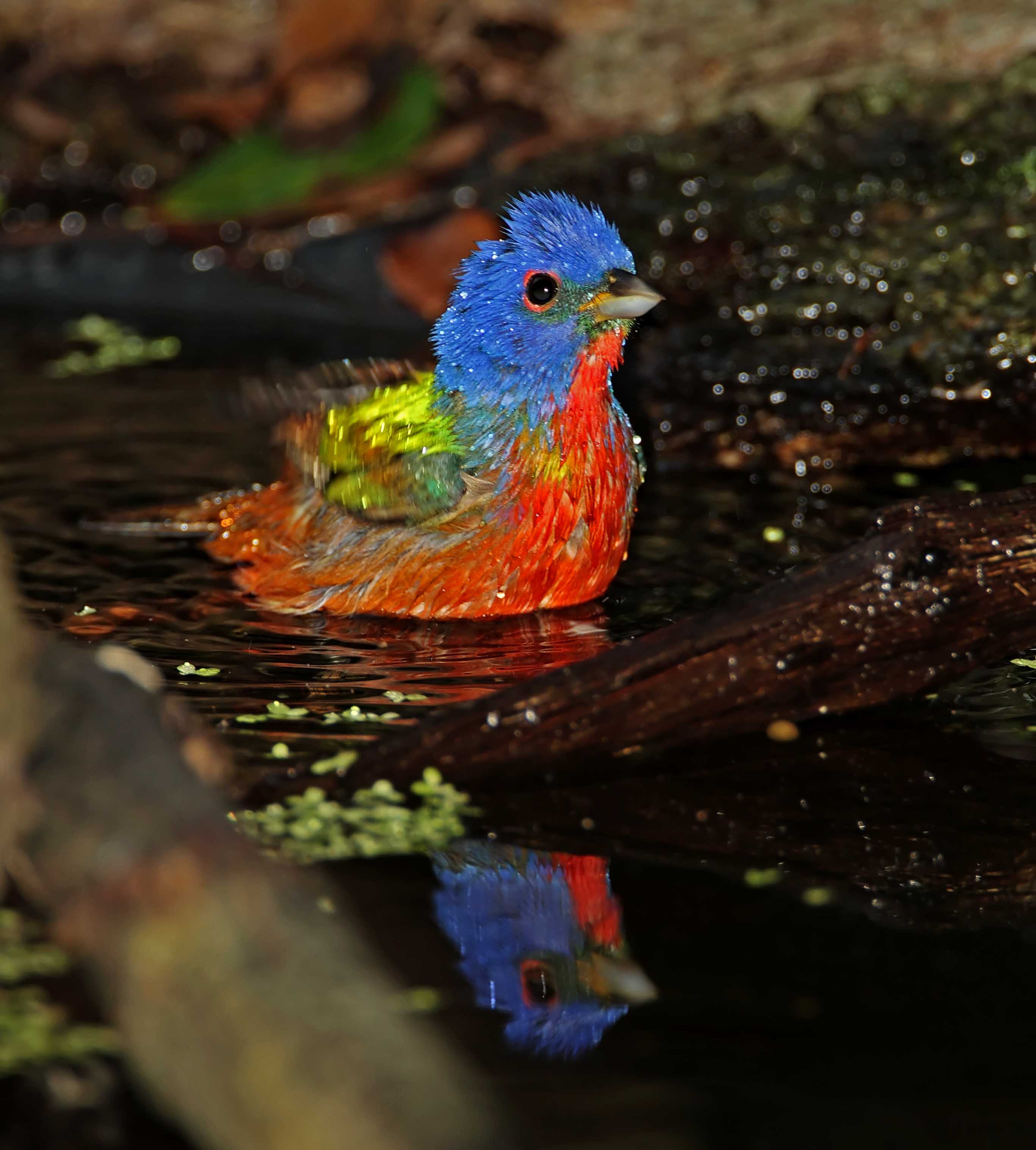 Painted Bunting - male_9357.jpg